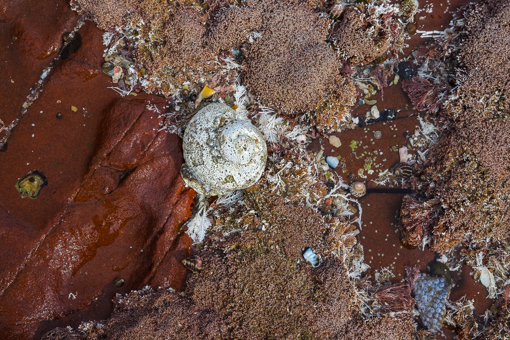 Ancient Spiral
