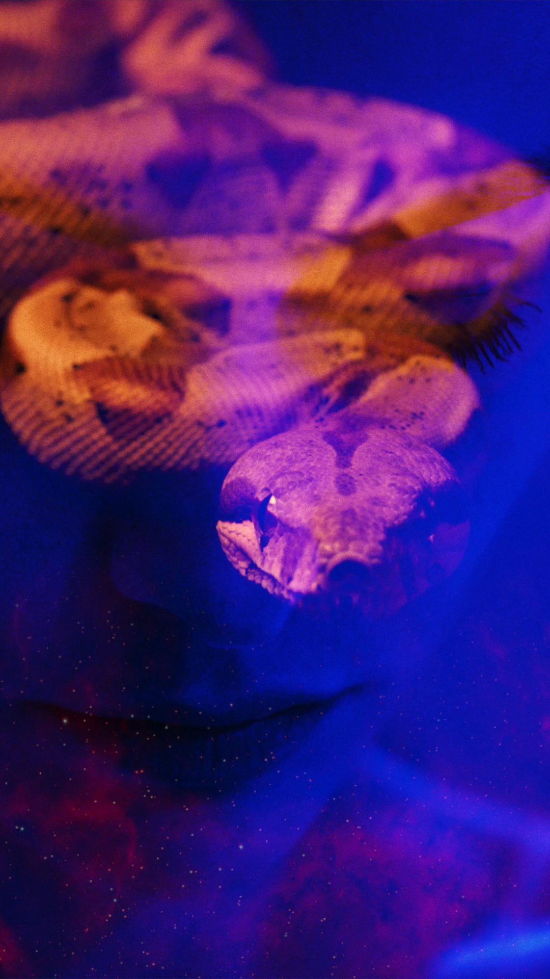 The Serpent - Trust in Me #14/18