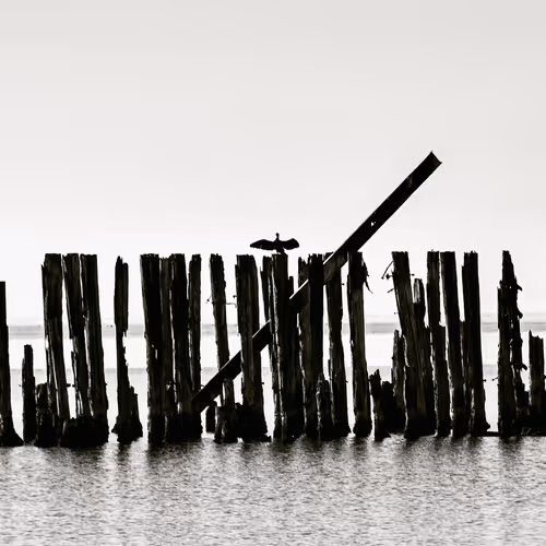 The cross