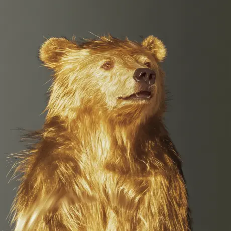 bear #1813