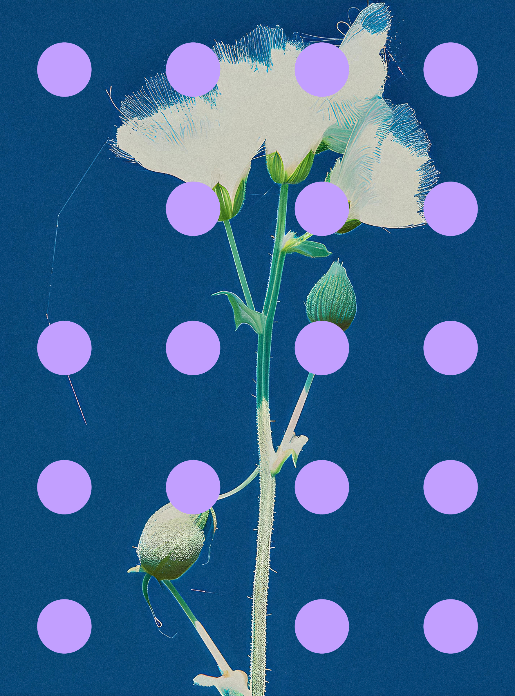 Flore Perdue #86