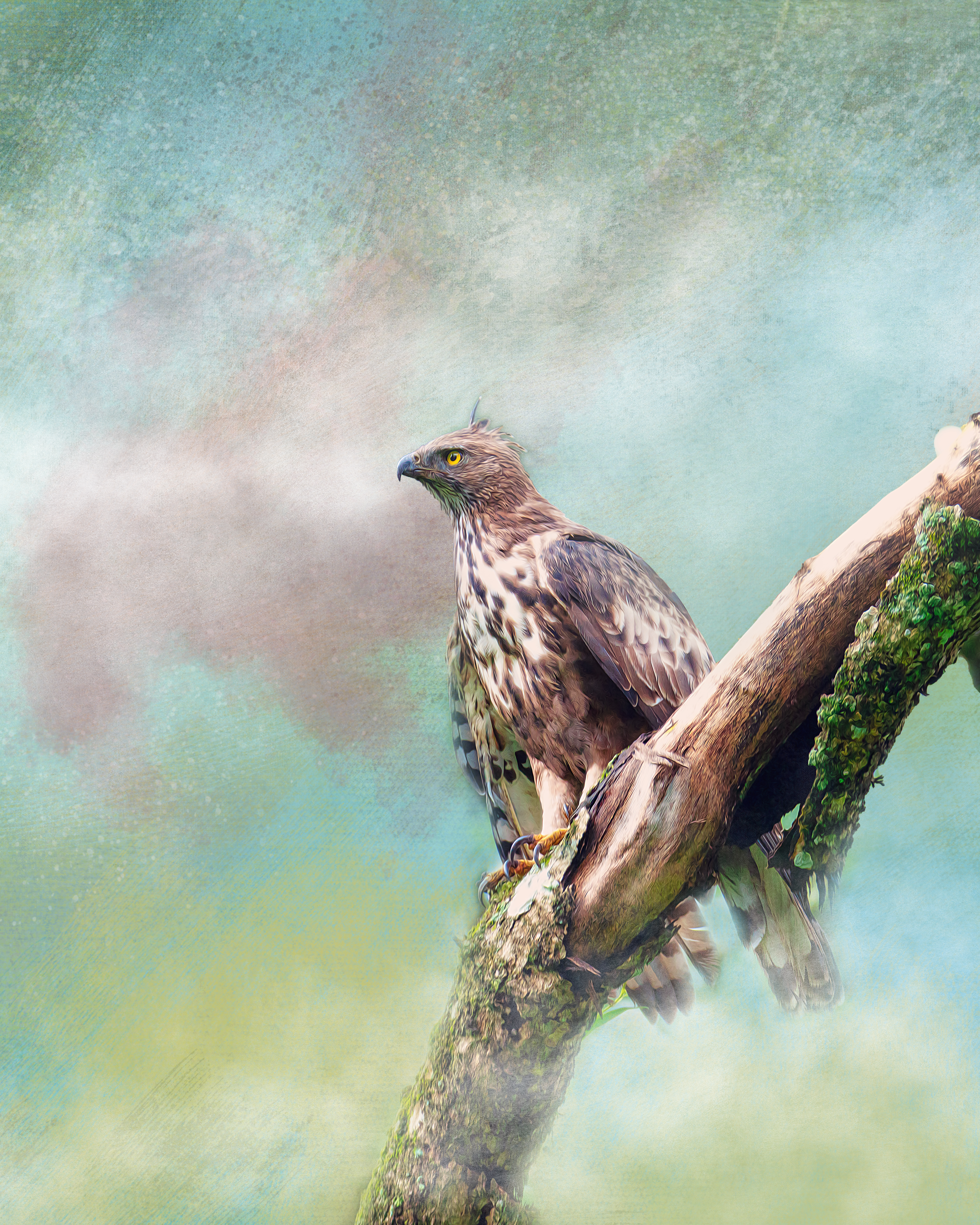#04 Crested Hawk Eagle 