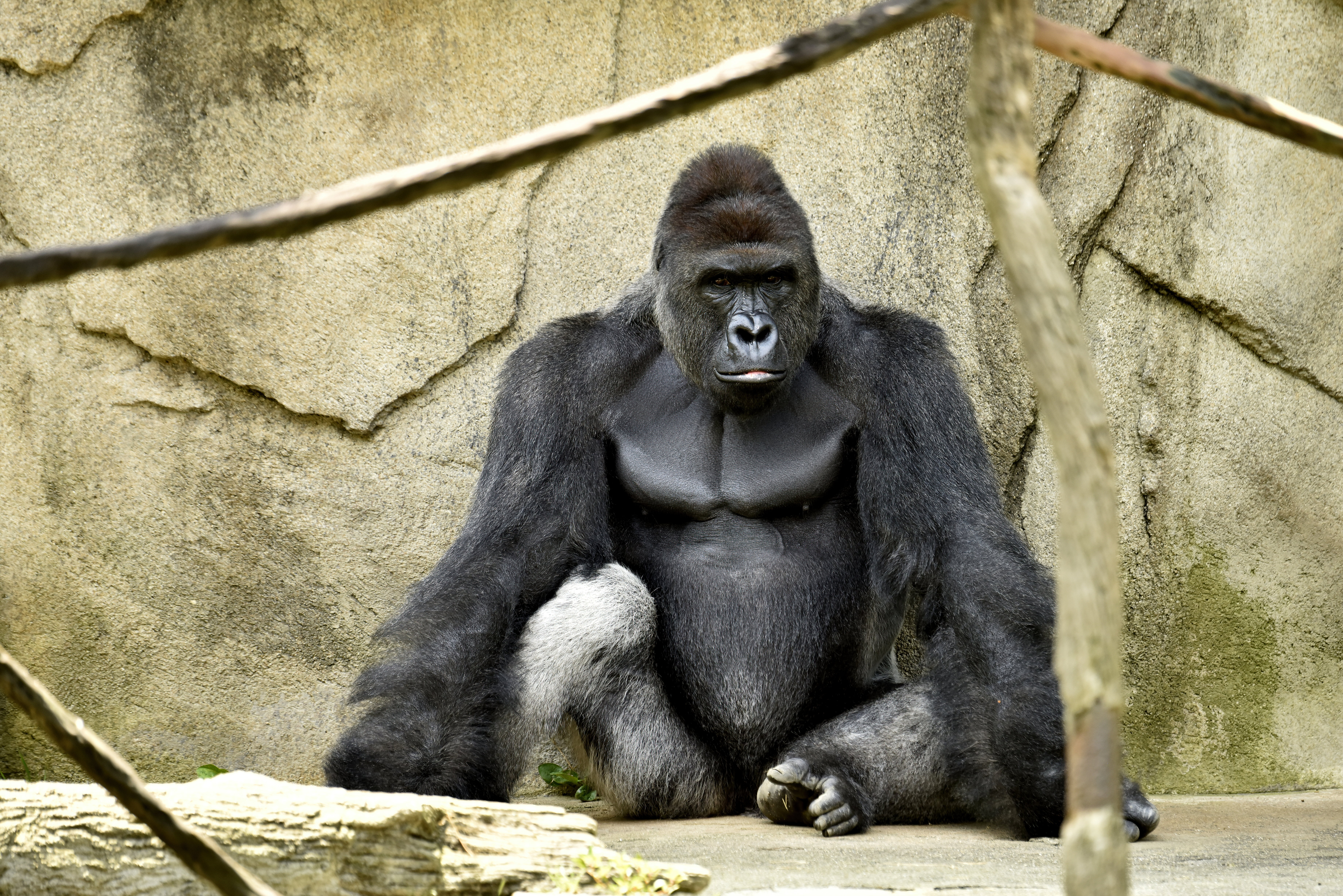 Harambe #007