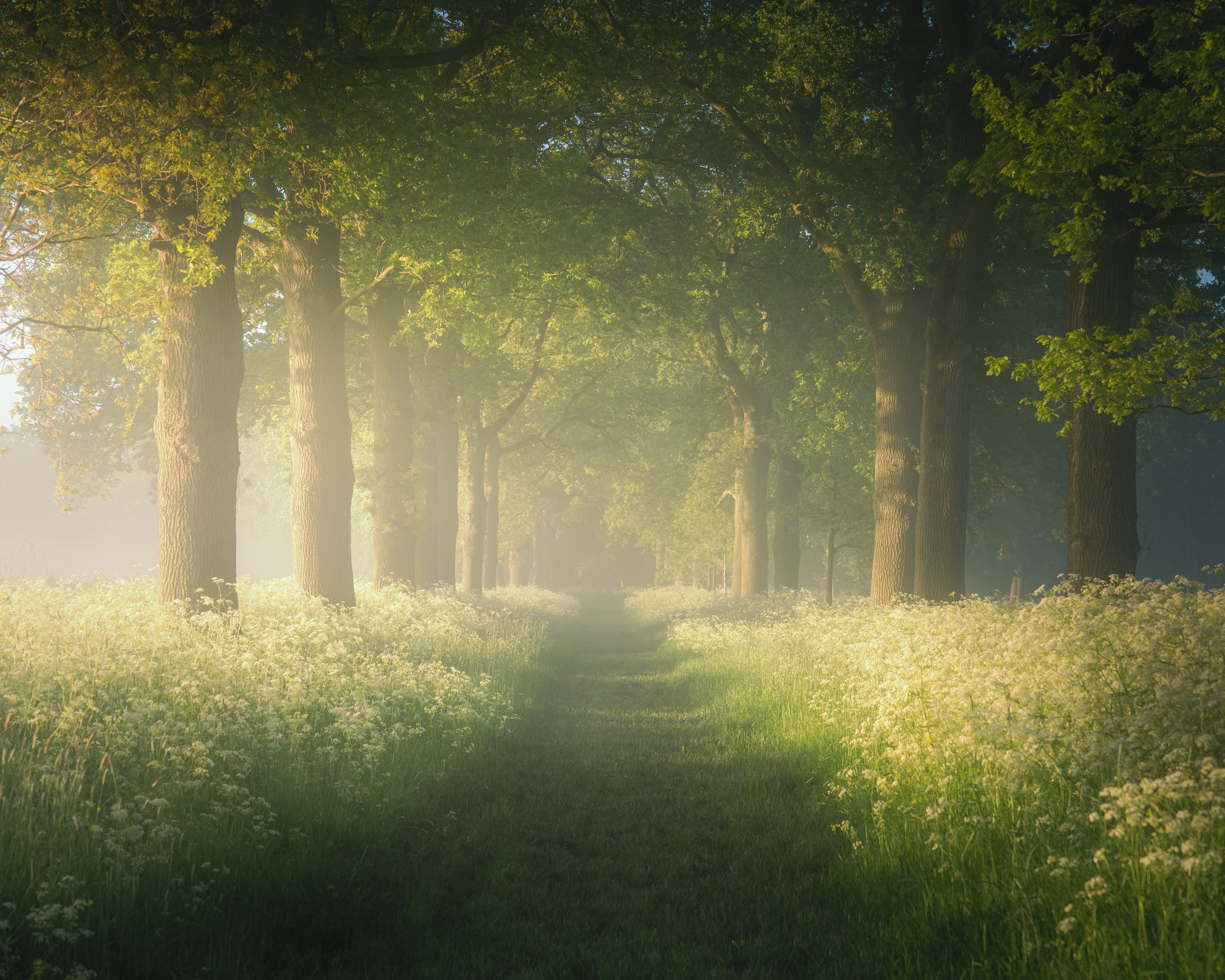 #6 Pathway