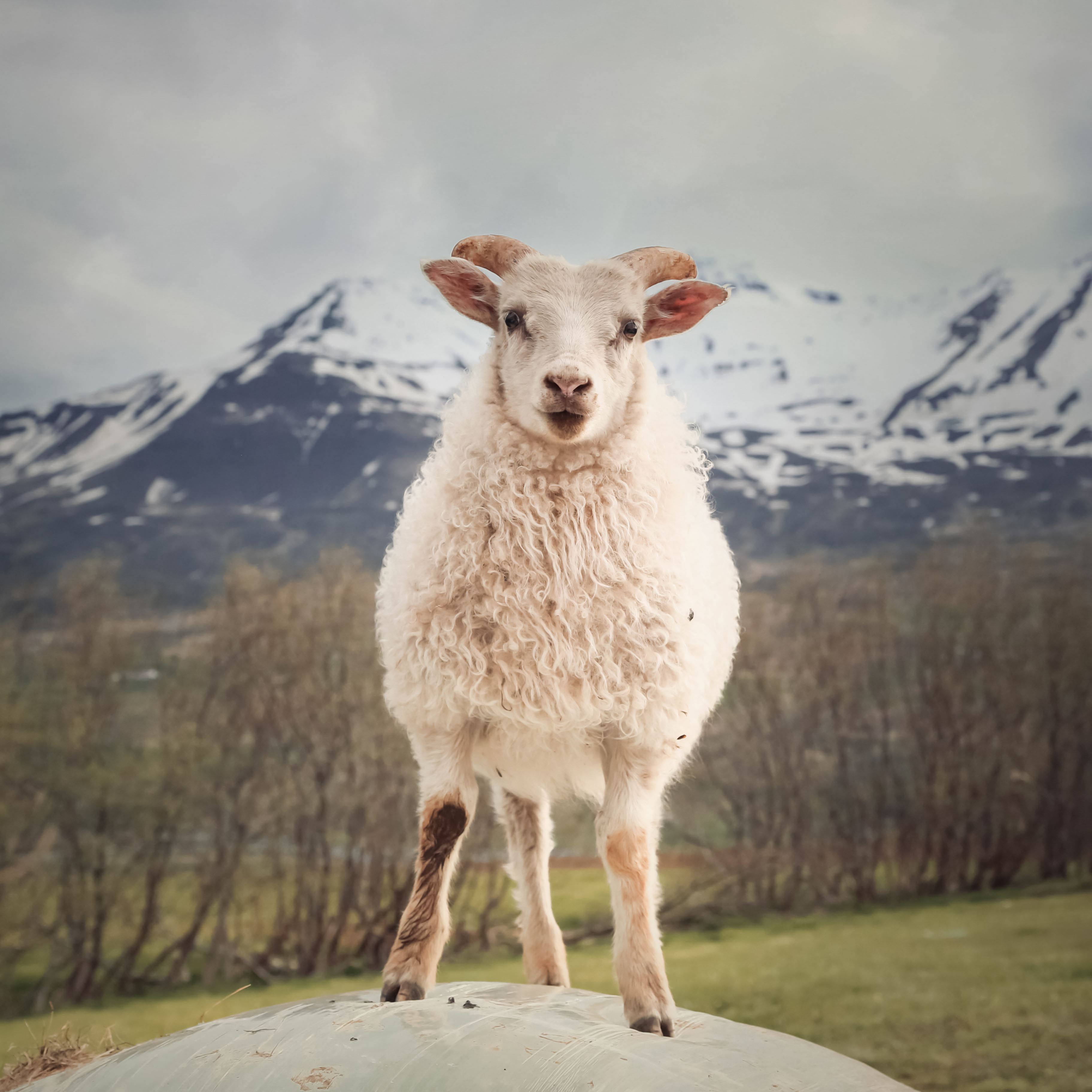Cute Icelandic lamb