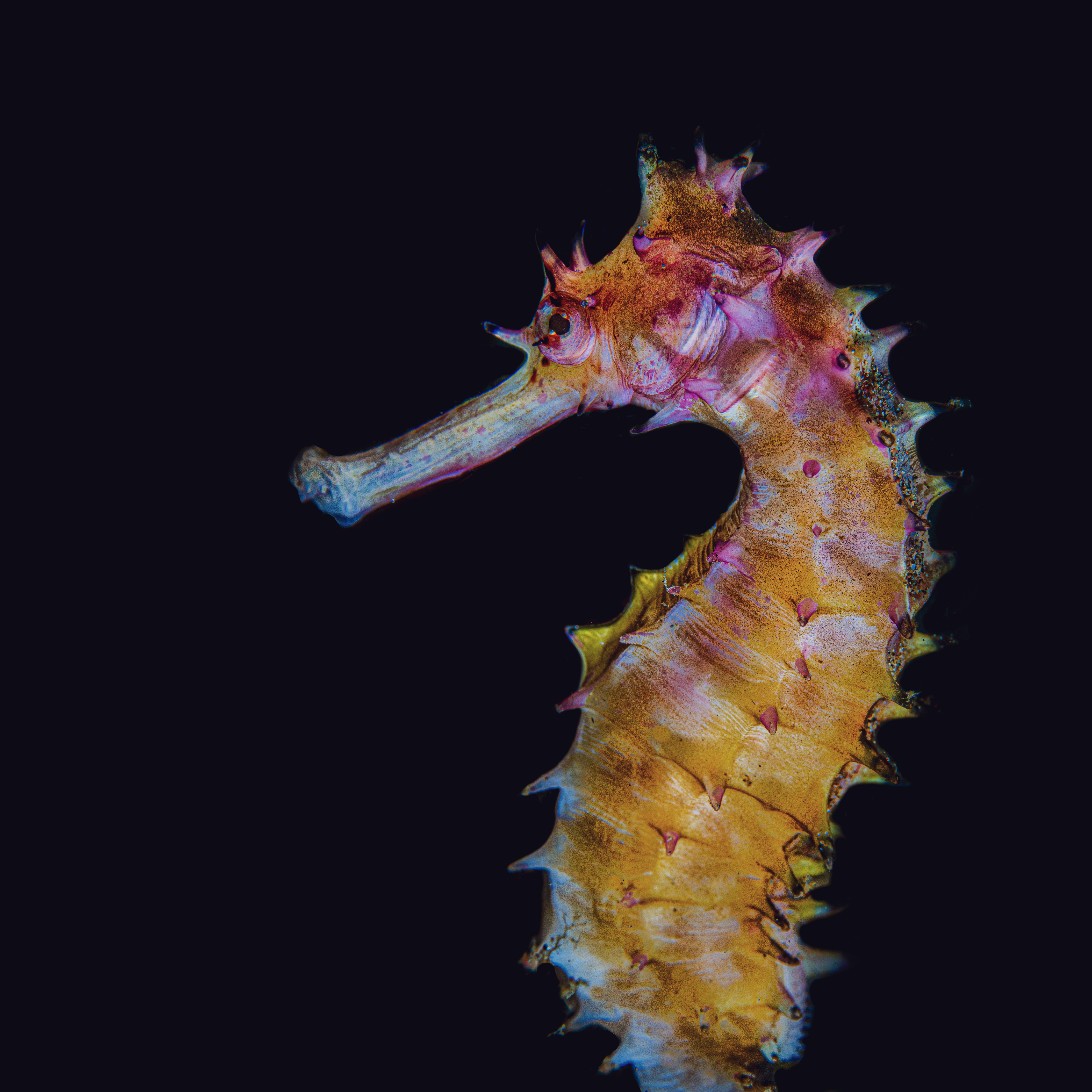Hippocampus