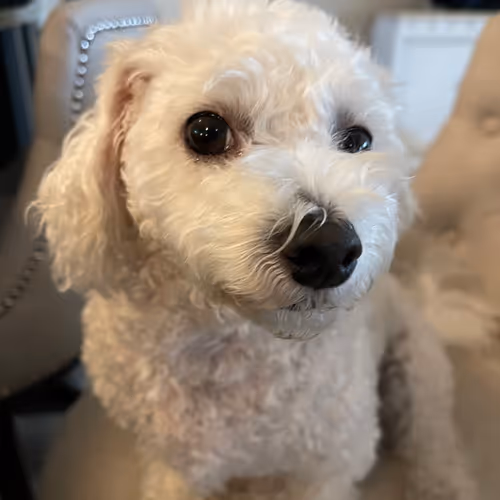 Snowie