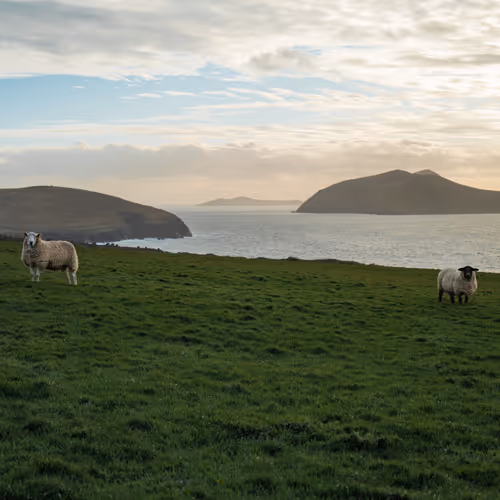 The Sheep Who Watch the Sea