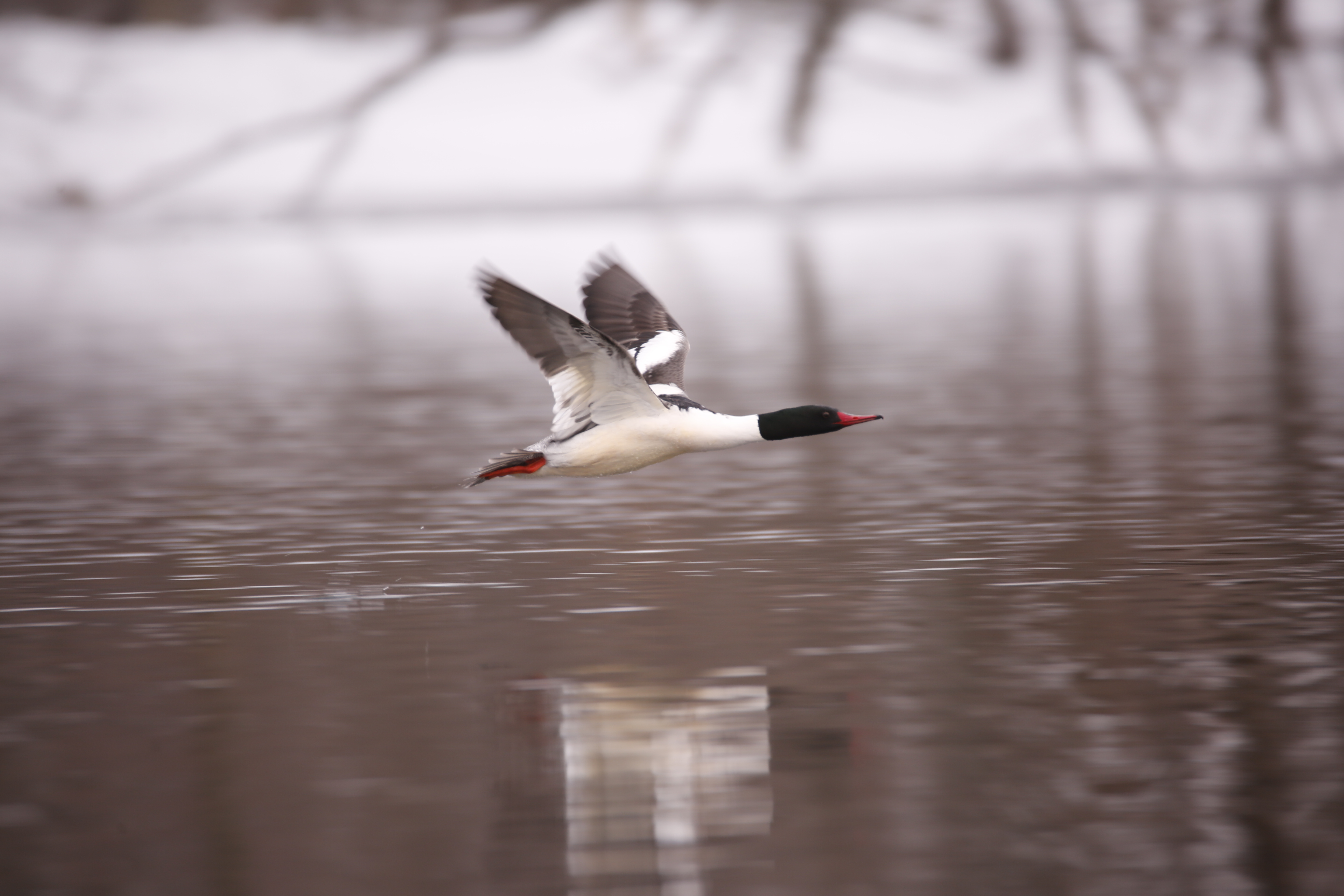 Common Merganser
