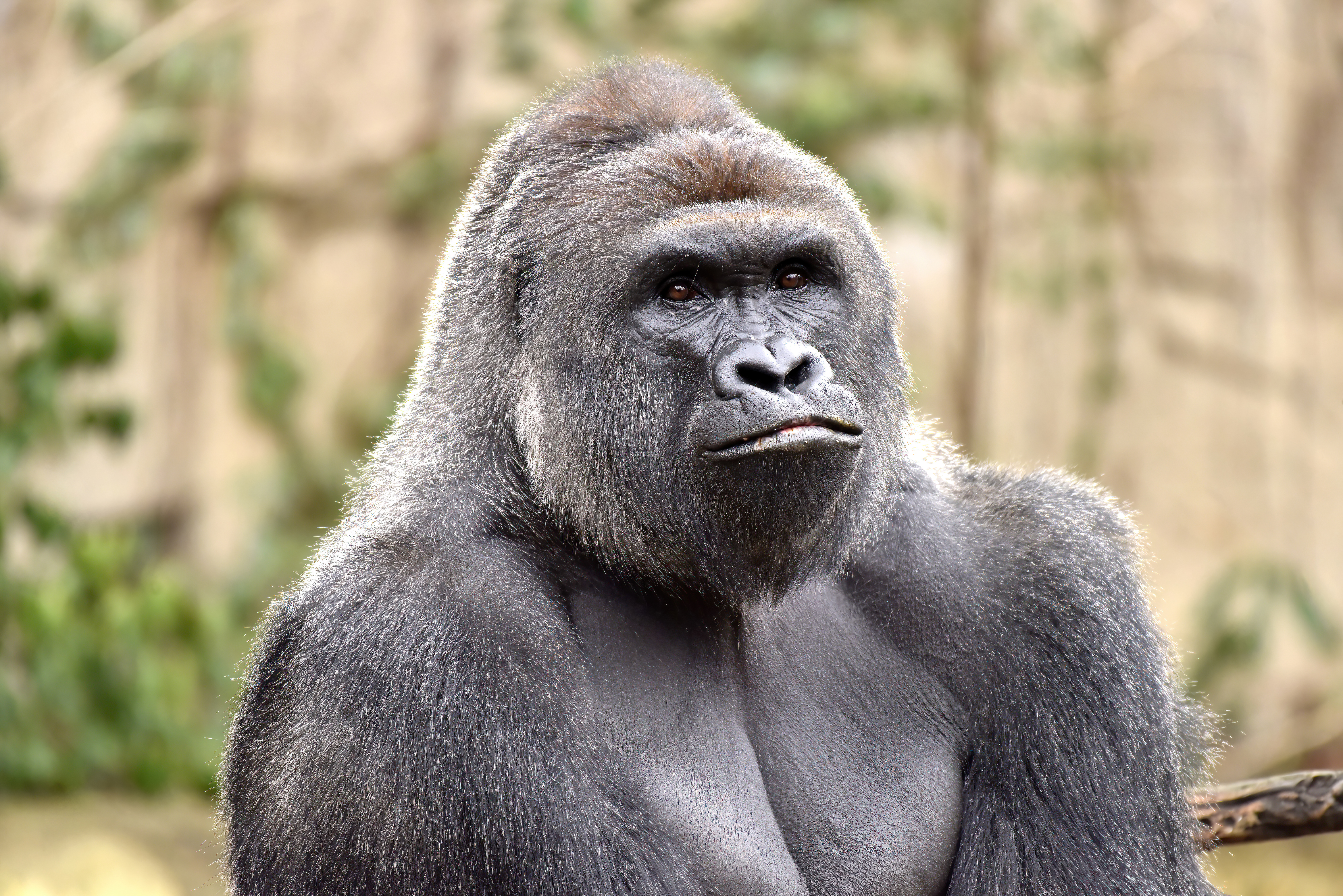 HARAMBE: LEGENDS #88