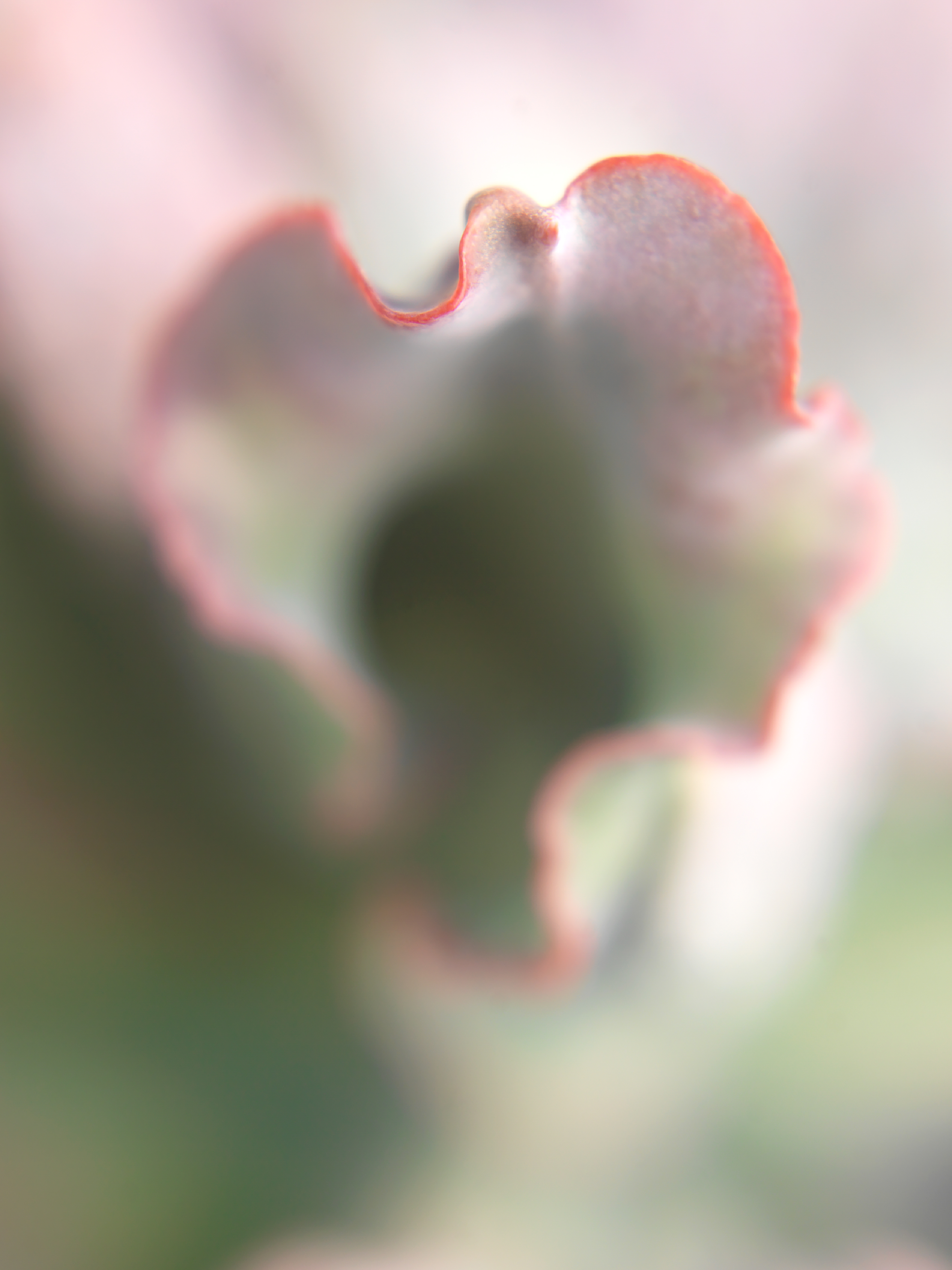 Bushes and Succulents - Succulents #05