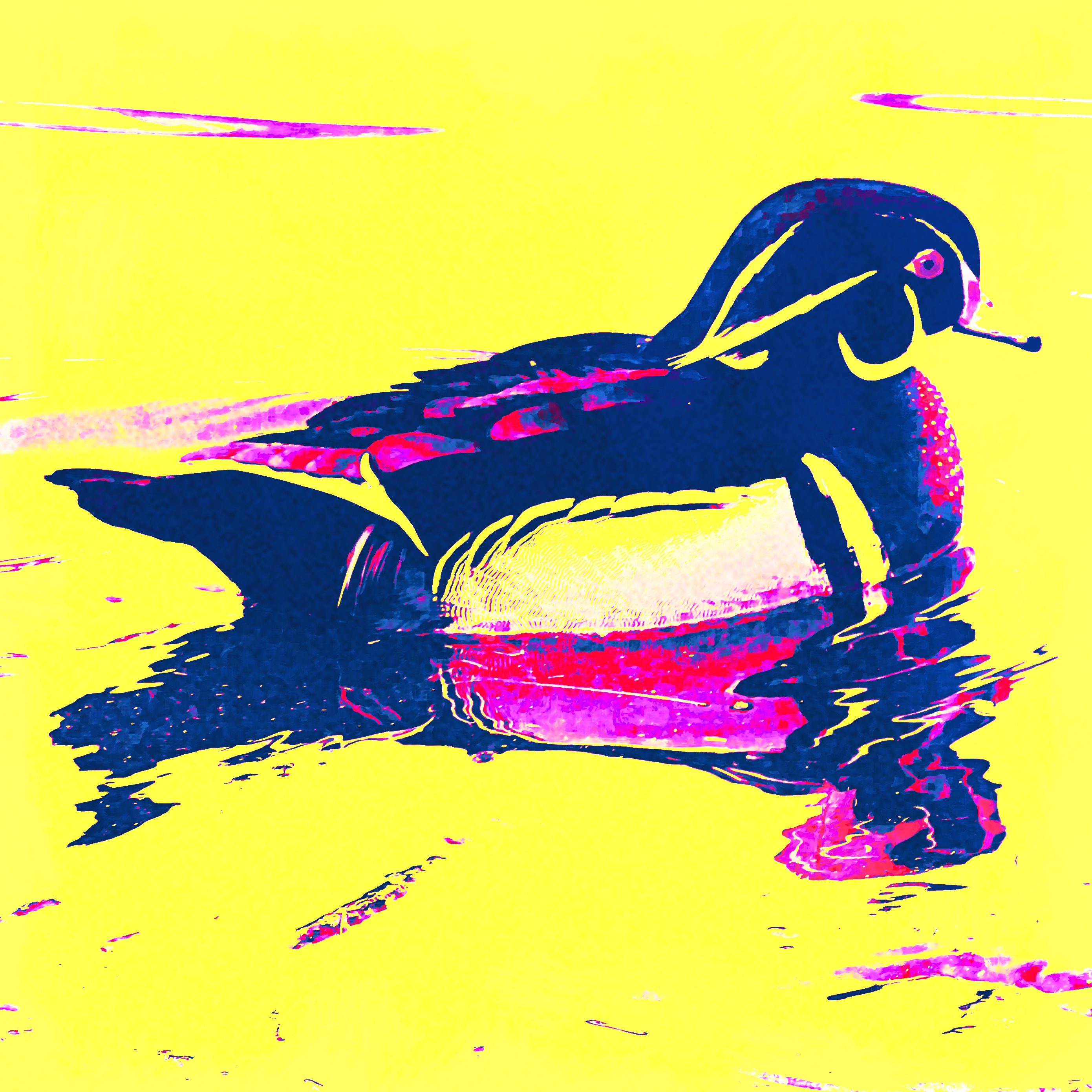 PB Wood Duck #1/2