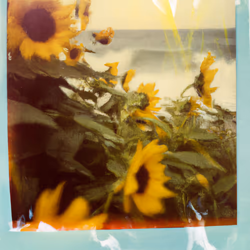 Tsunflower Chaos #14