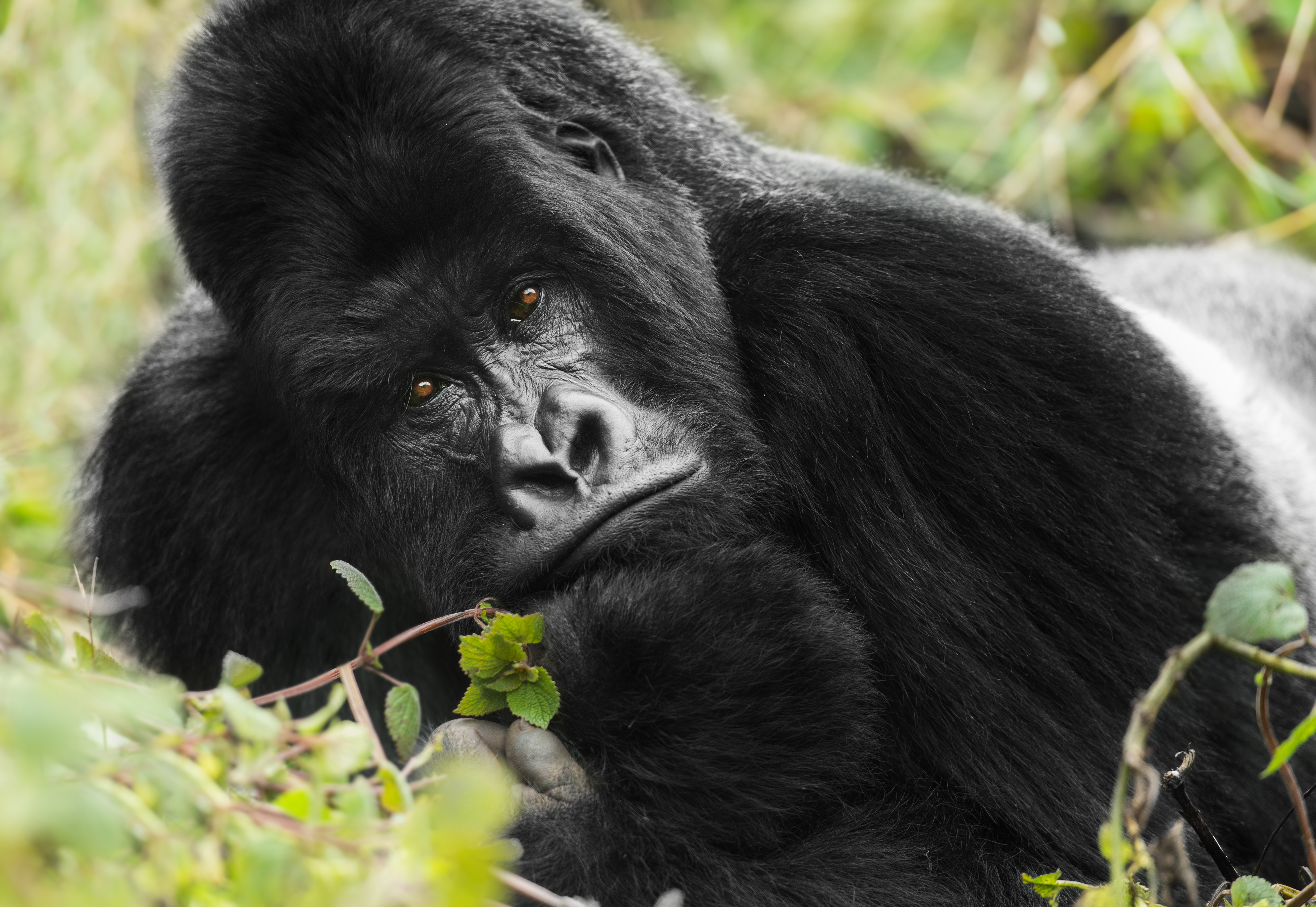 Mountain Gorilla #14