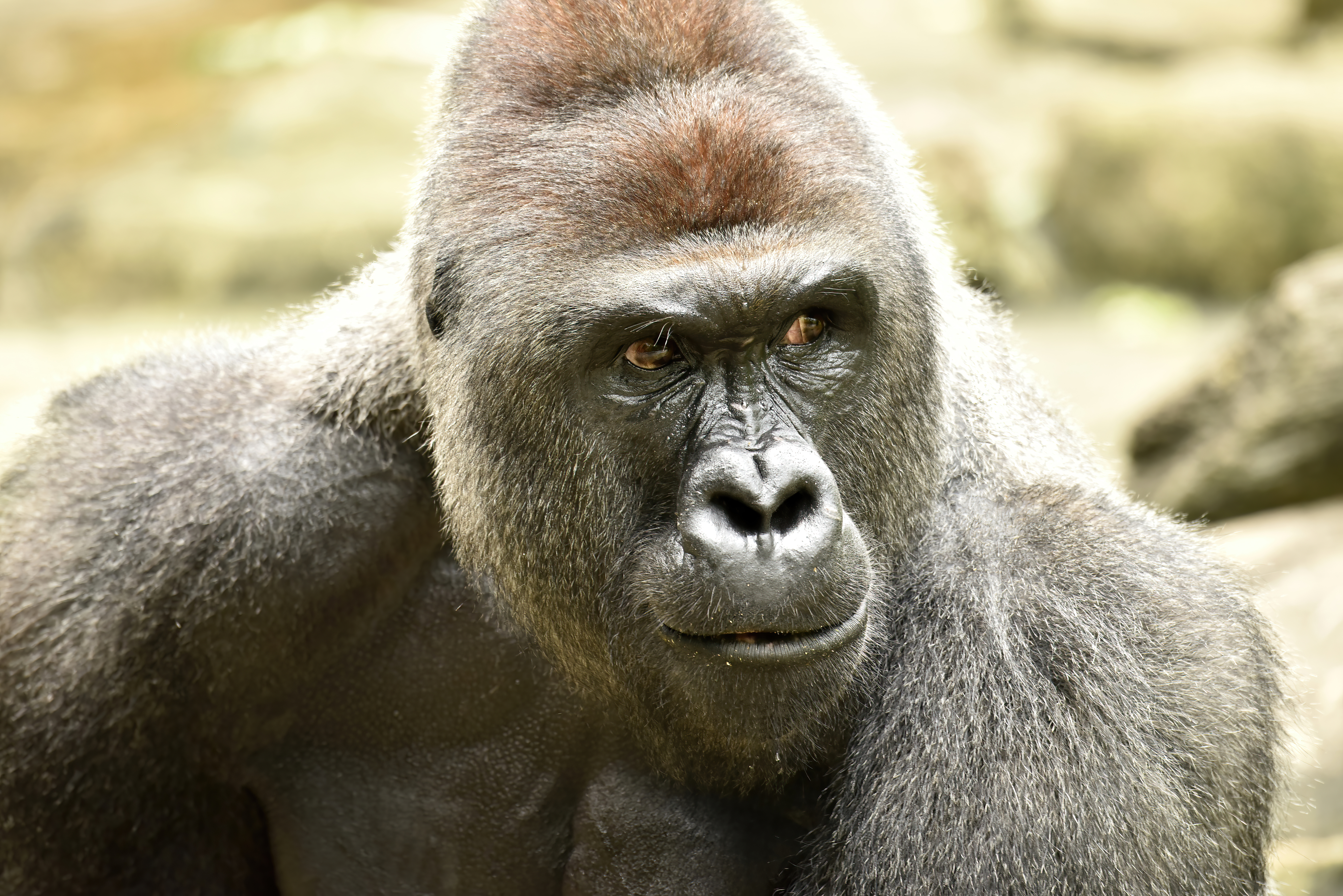 HARAMBE: LEGENDS #85