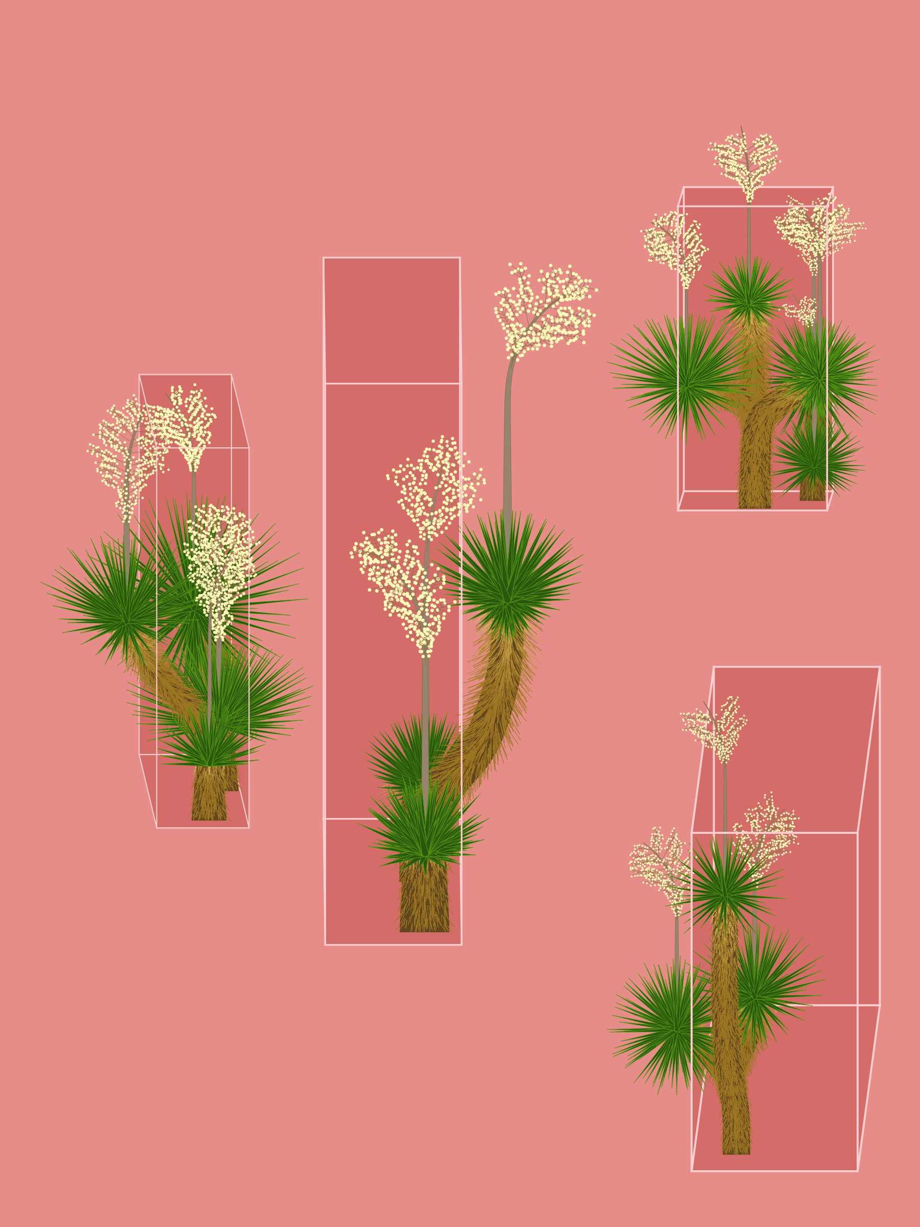 Marfa Yucca #270