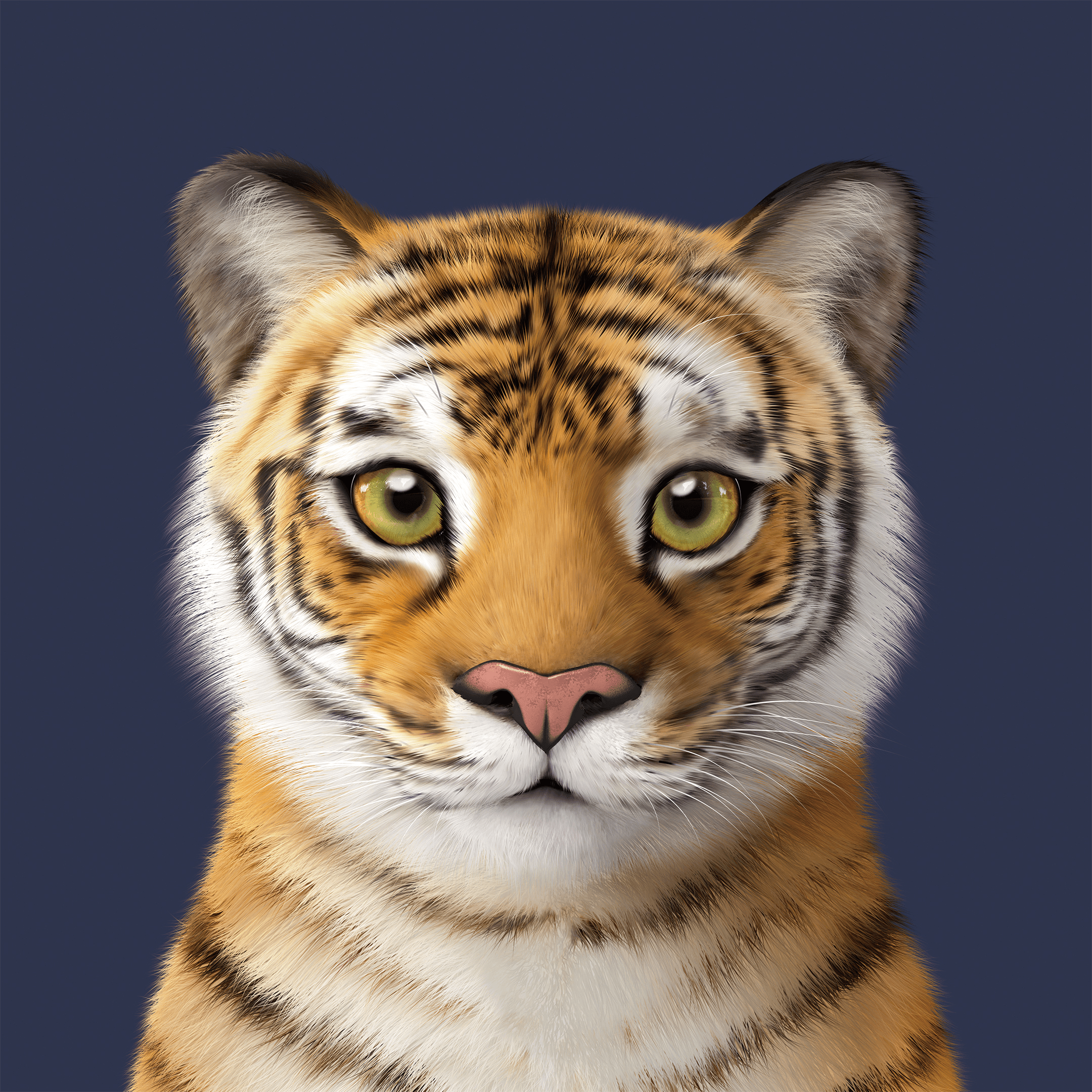 #400 Tigris the Siberian Tiger