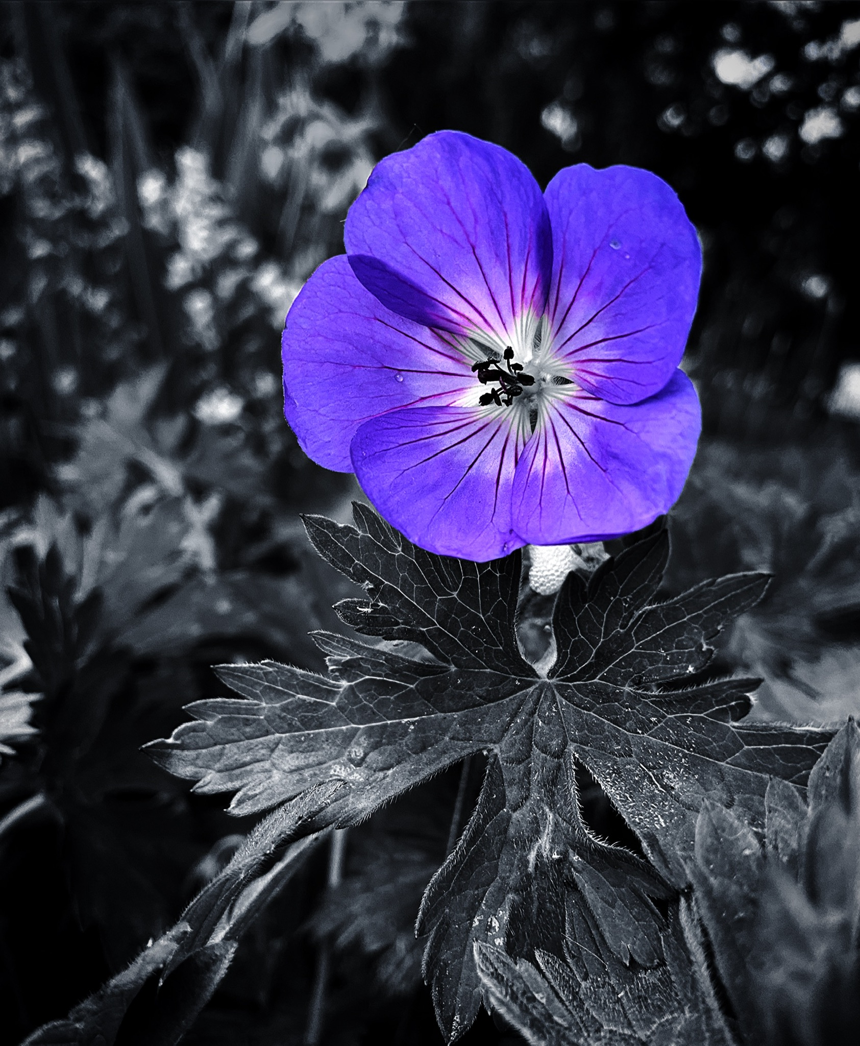 Geranium Sylvaticum