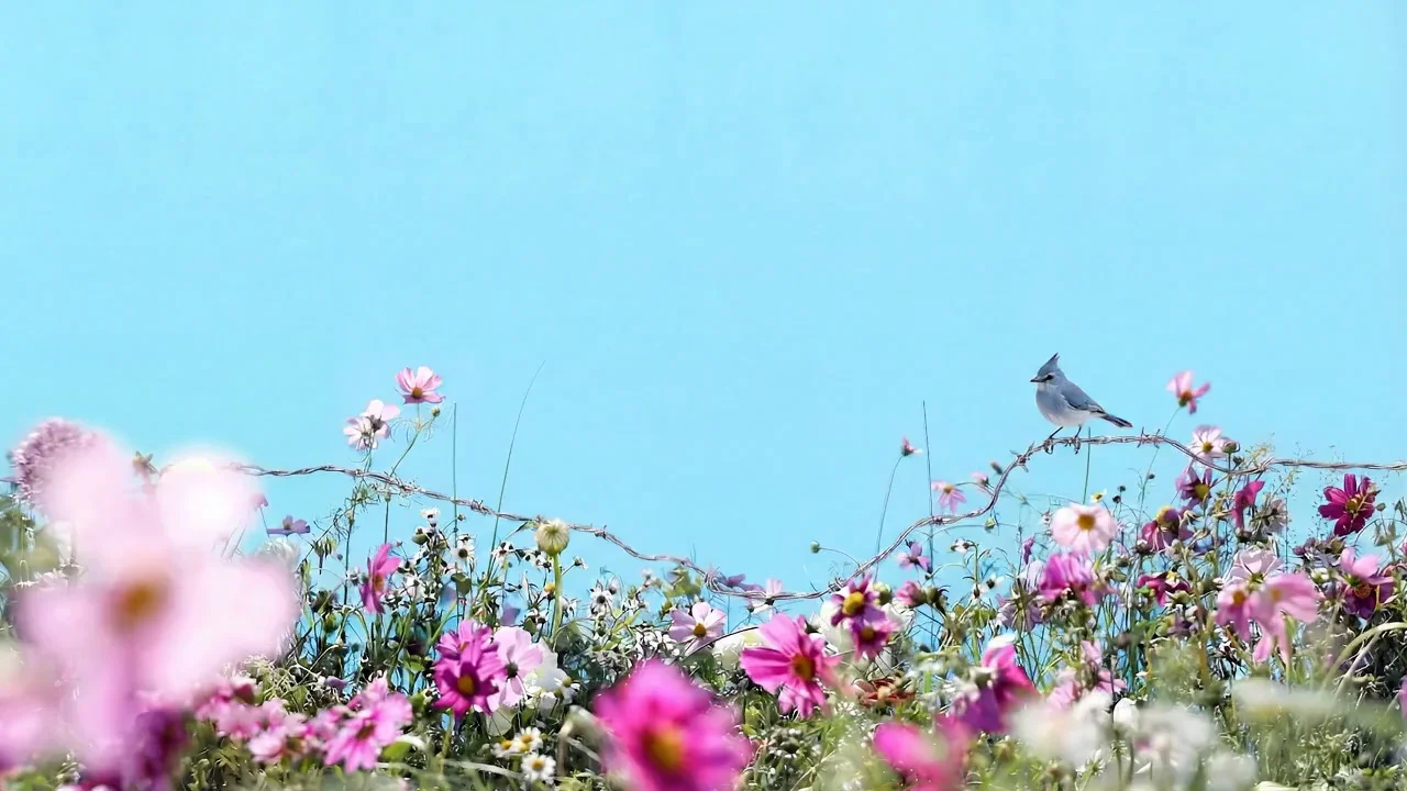 Julian, Caroline's Meadow