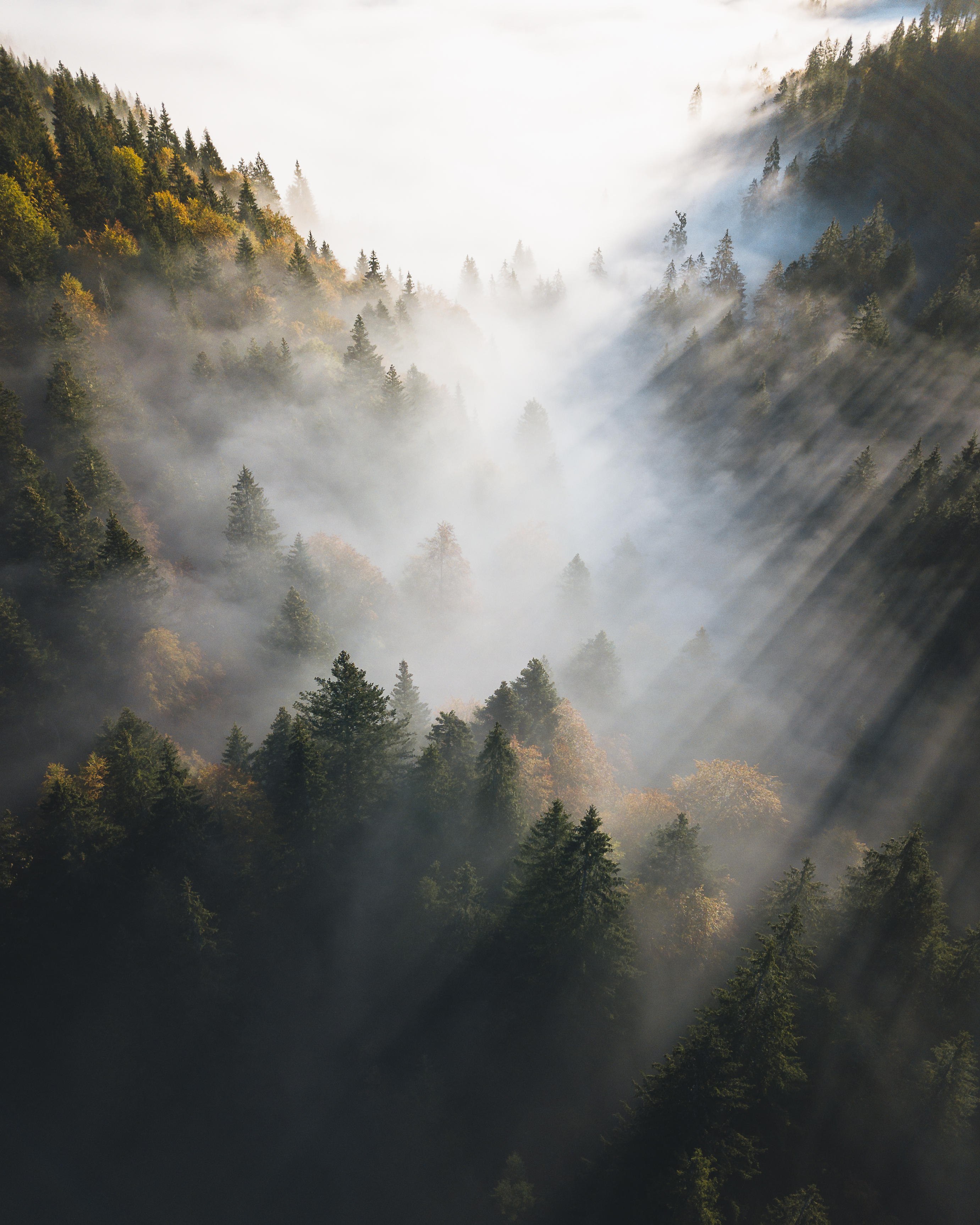 MORNING RAYS