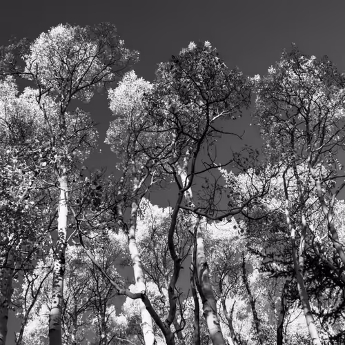 Heliotropic