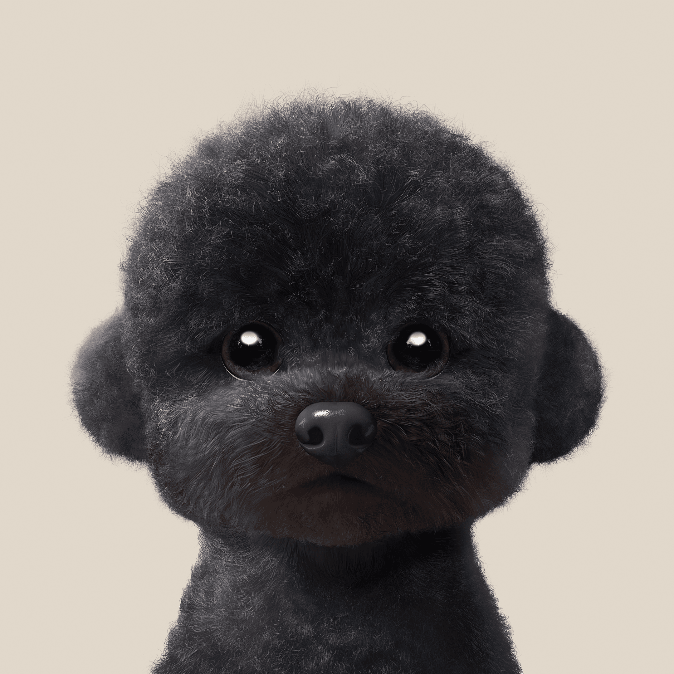 #442 Cola the Medium Poodle