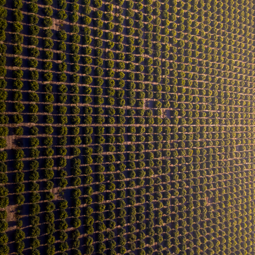 Growth Matrix