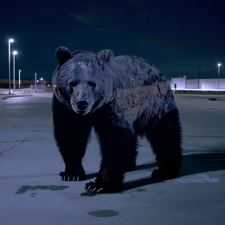 bear #917