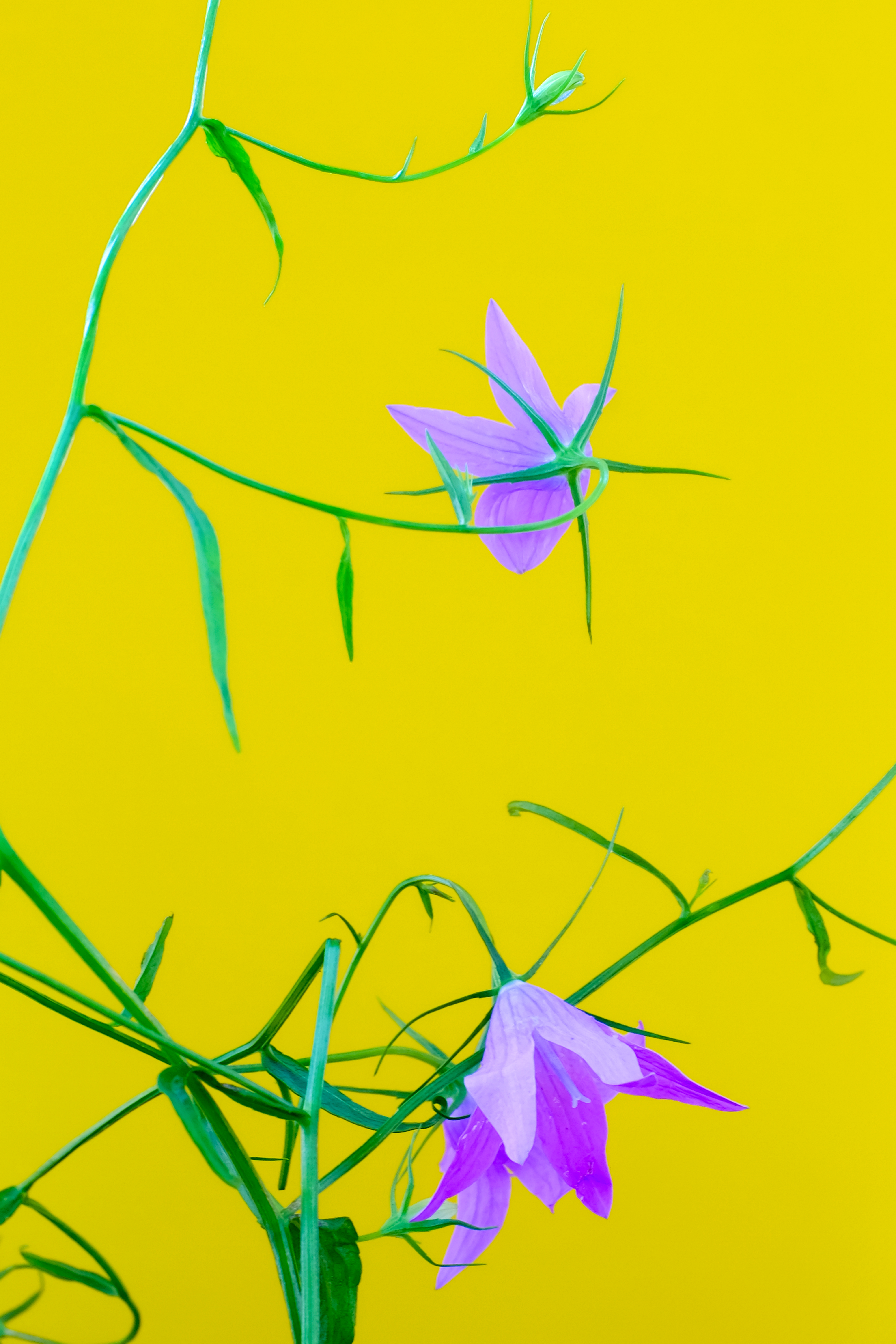 Floriography.9