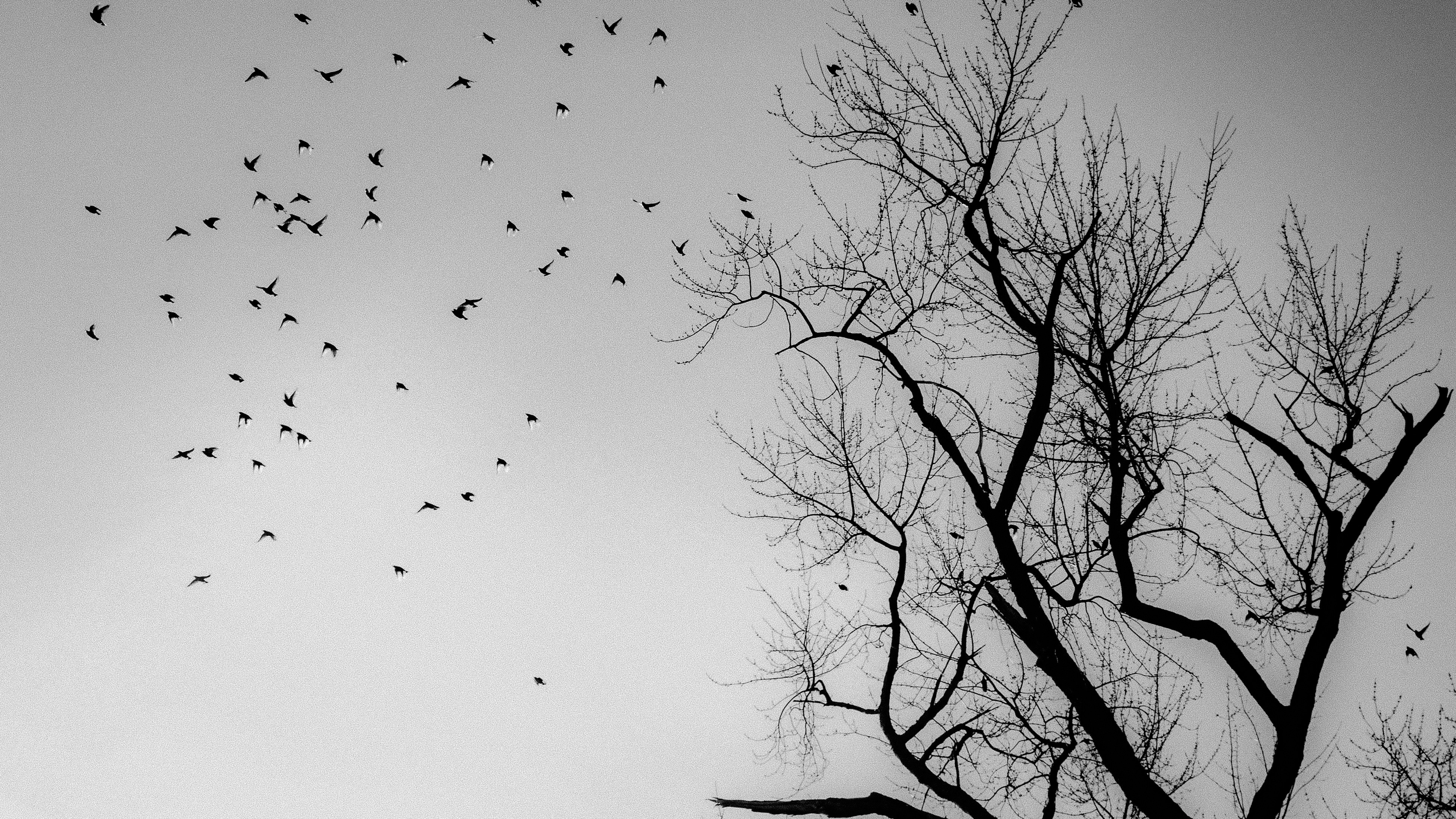 For the Birds