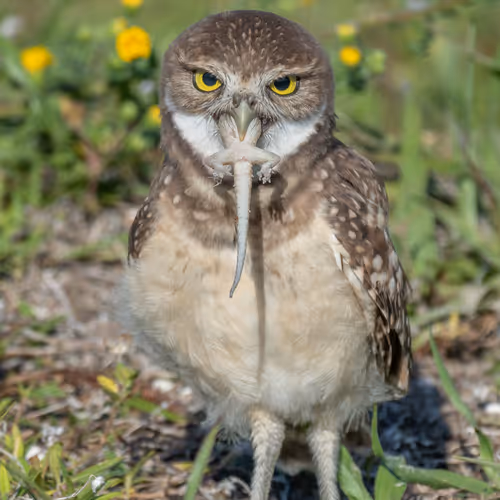 Show-off