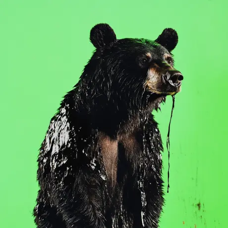 bear #4534