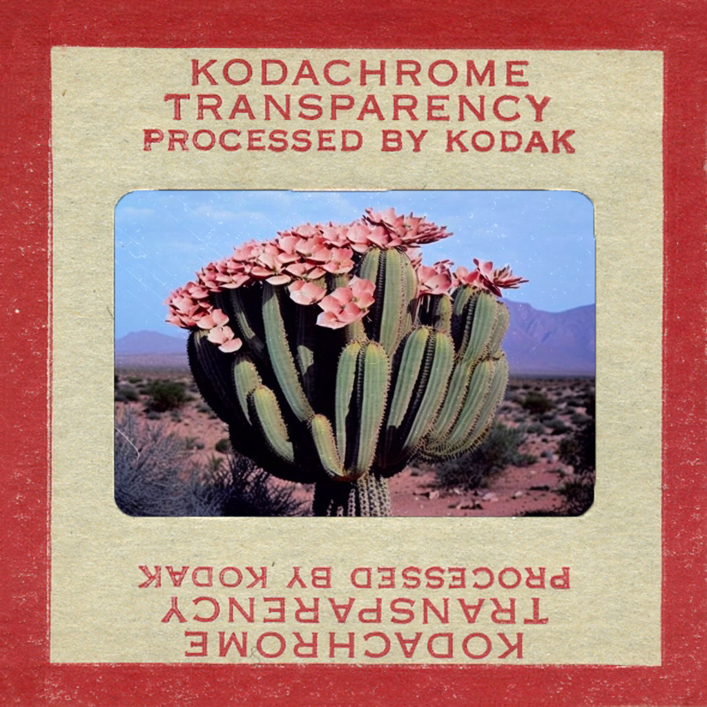 Kalahari Cactus, Color Reversal Film (kodachrome), 1954