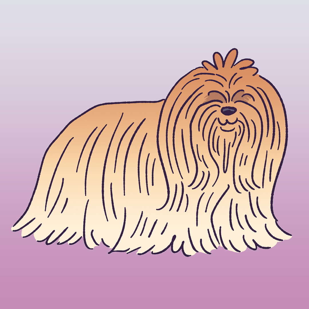 Lhasa Apso #817
