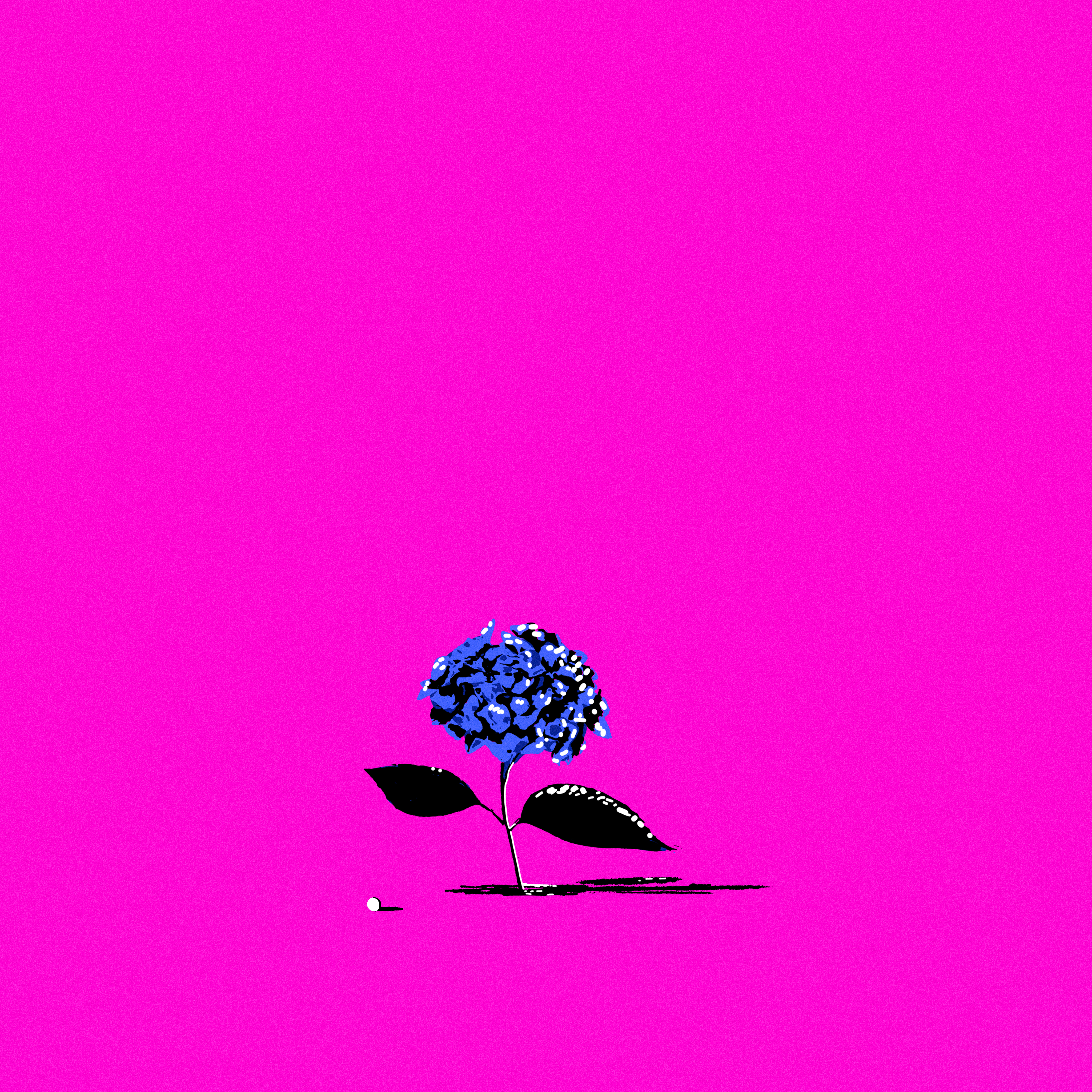 lost ball // 12 // hydrangea