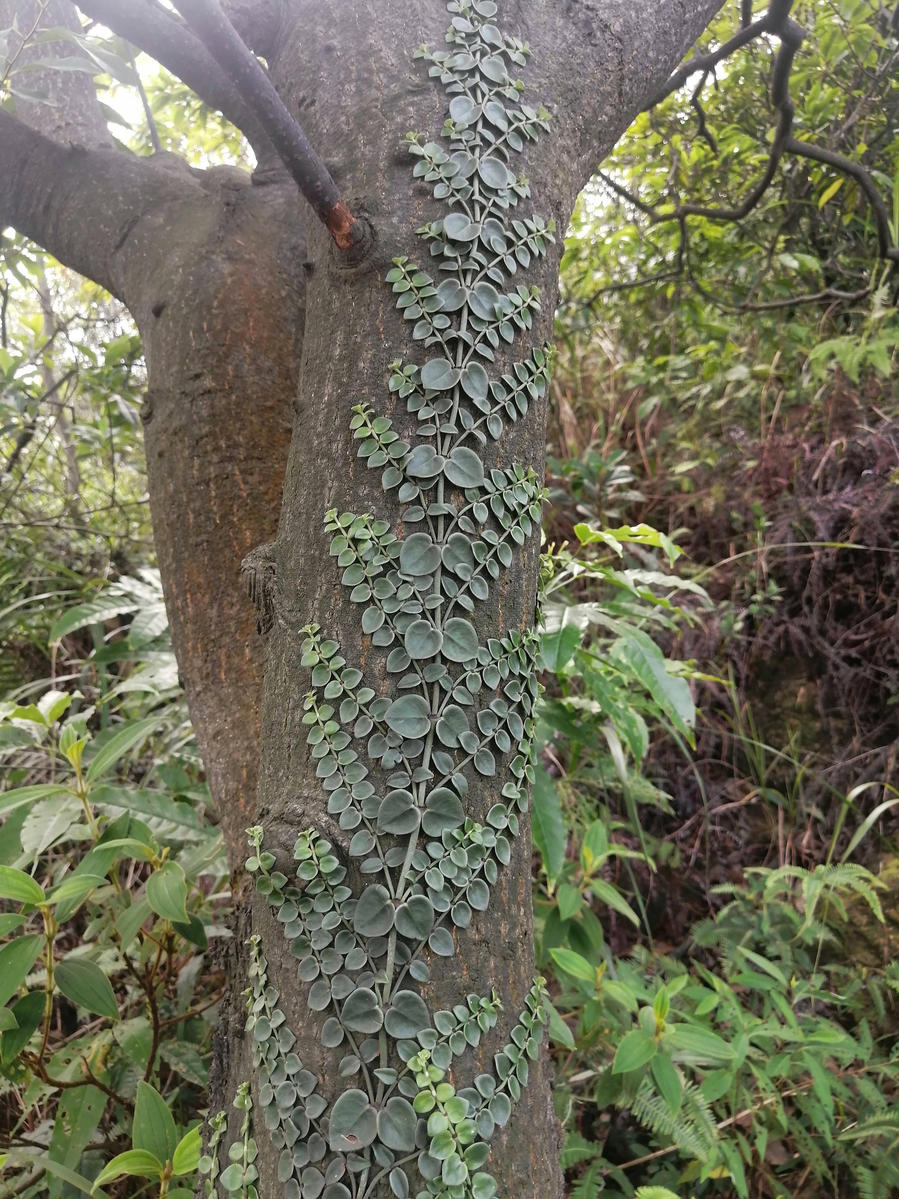 tree