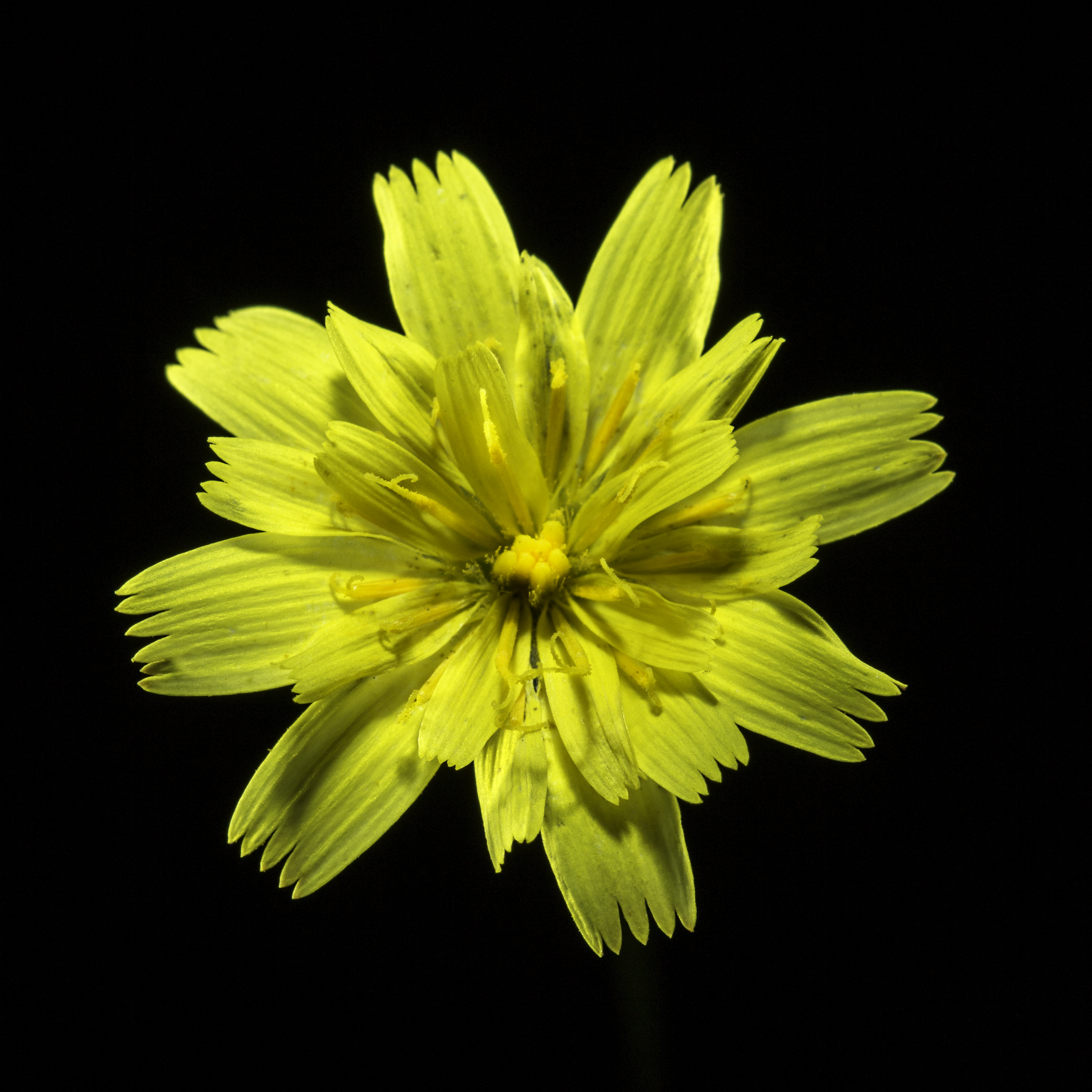 Lion's Tooth