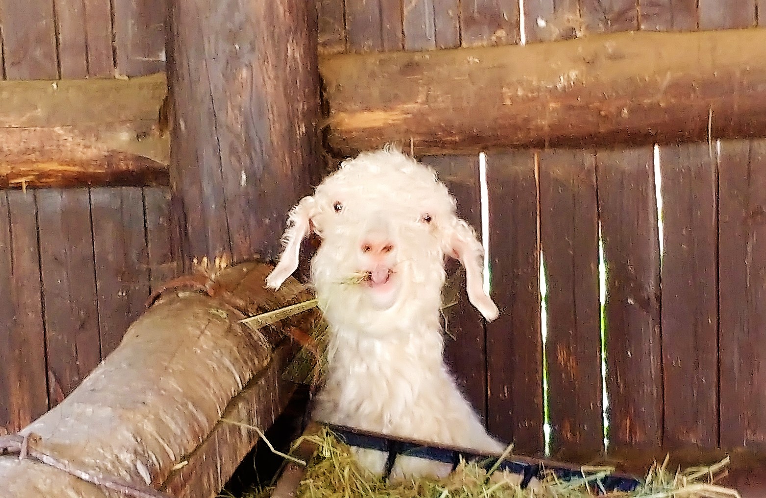 sheep