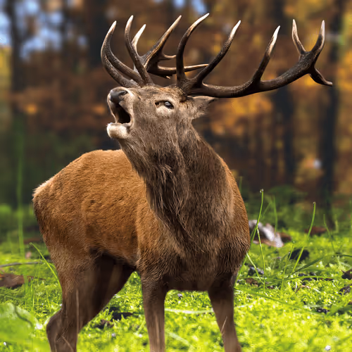 Elk