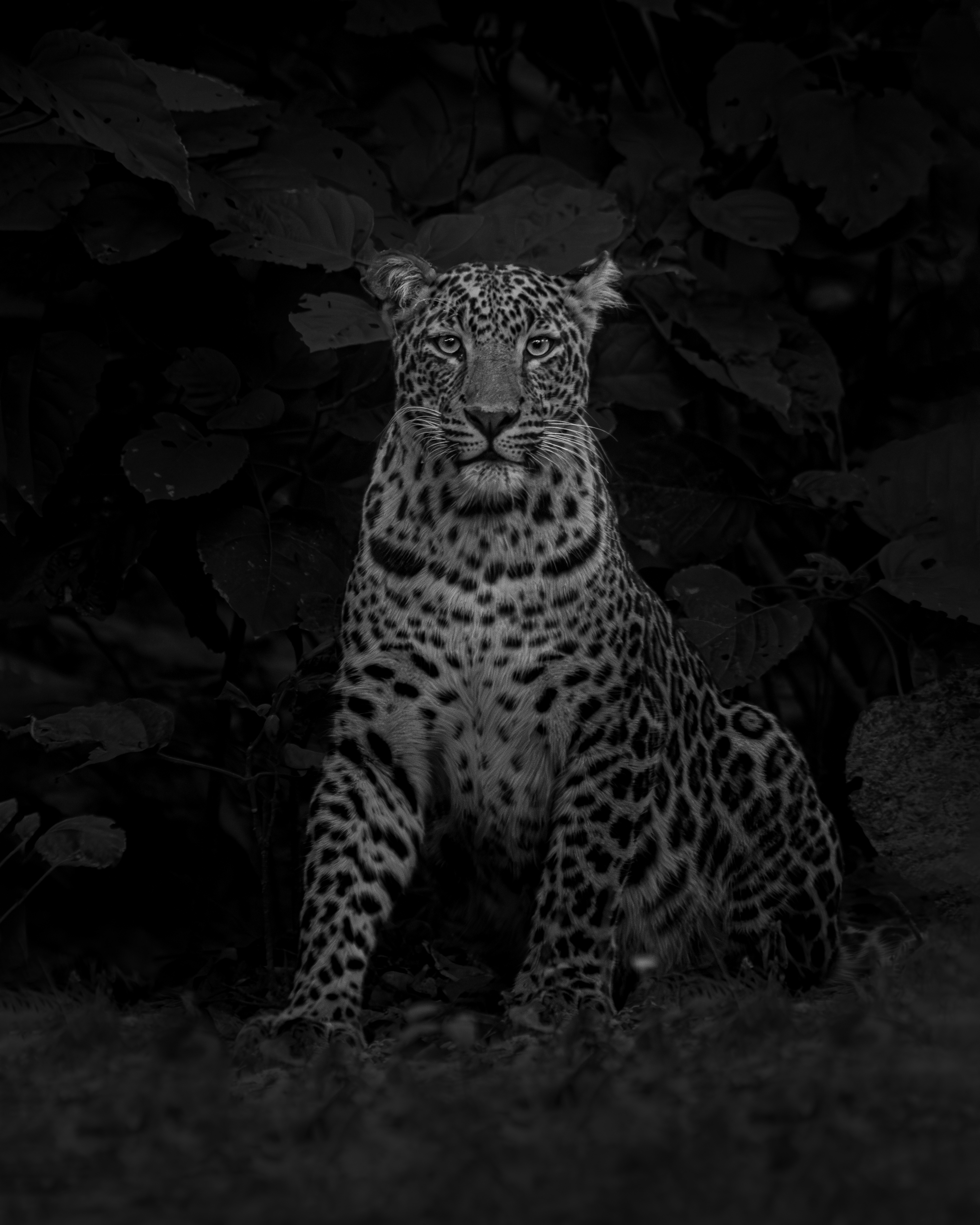 Noir Queen
