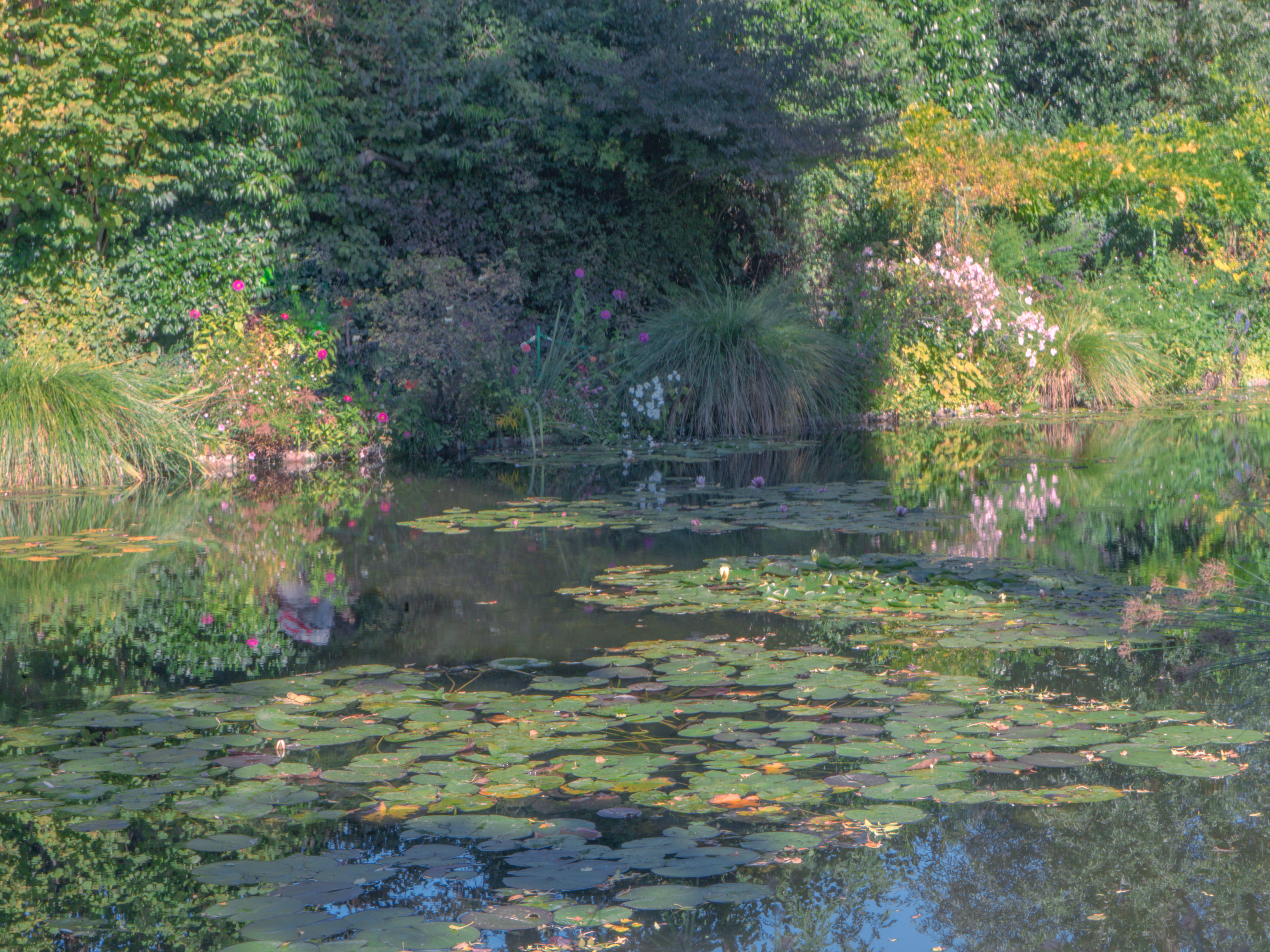 Water lilies in the sun