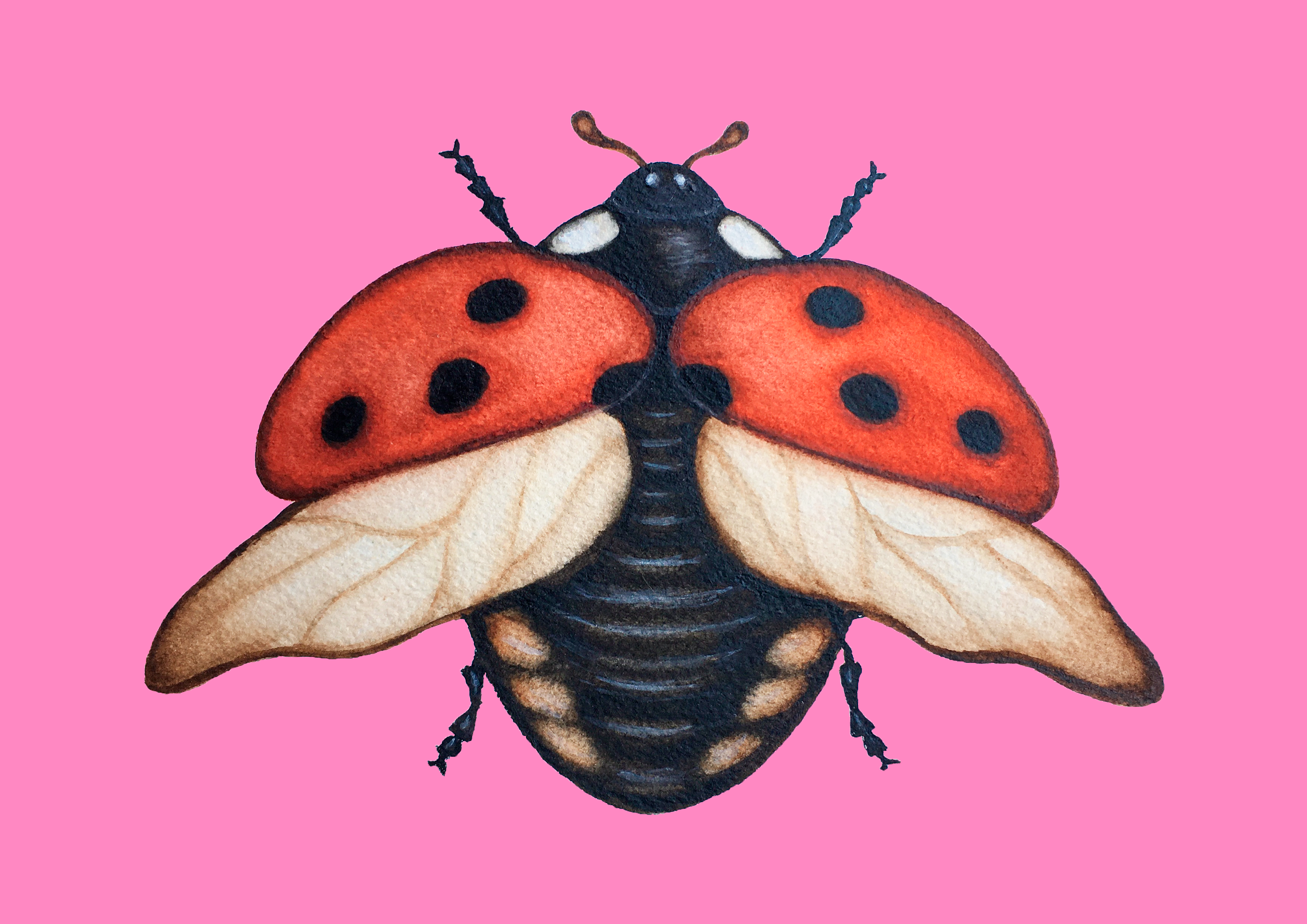 Ladybug Coccinela - Pink