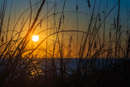 Golden Oats