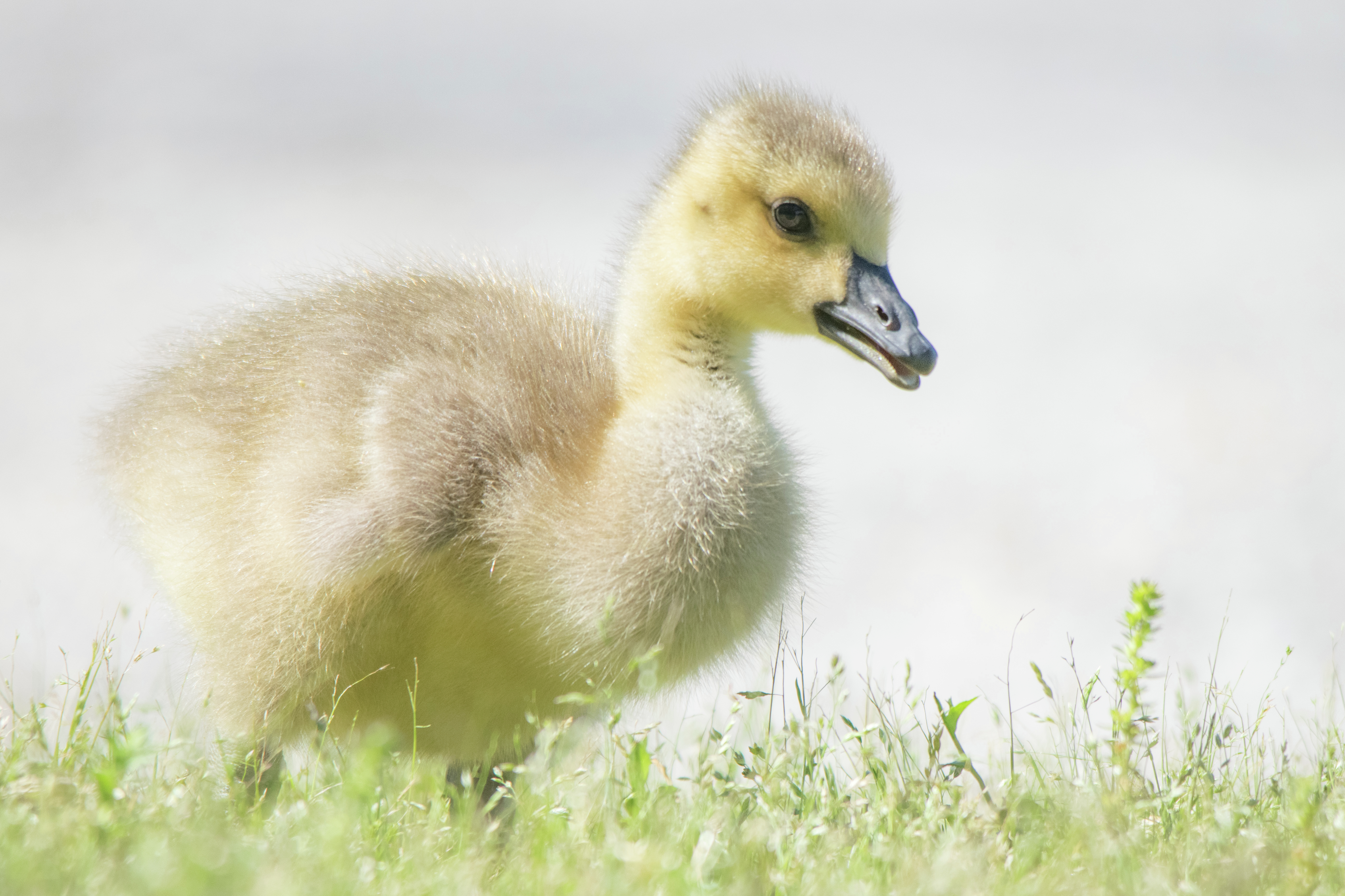 Little Gosling