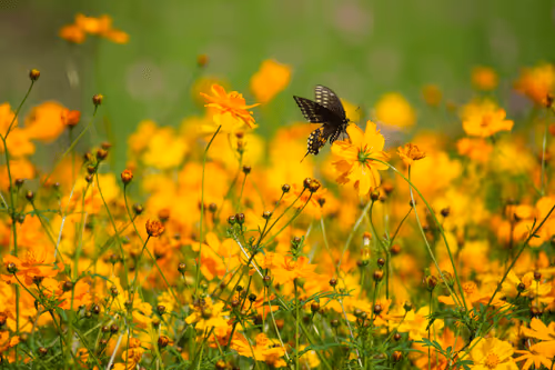 Field of Dreams