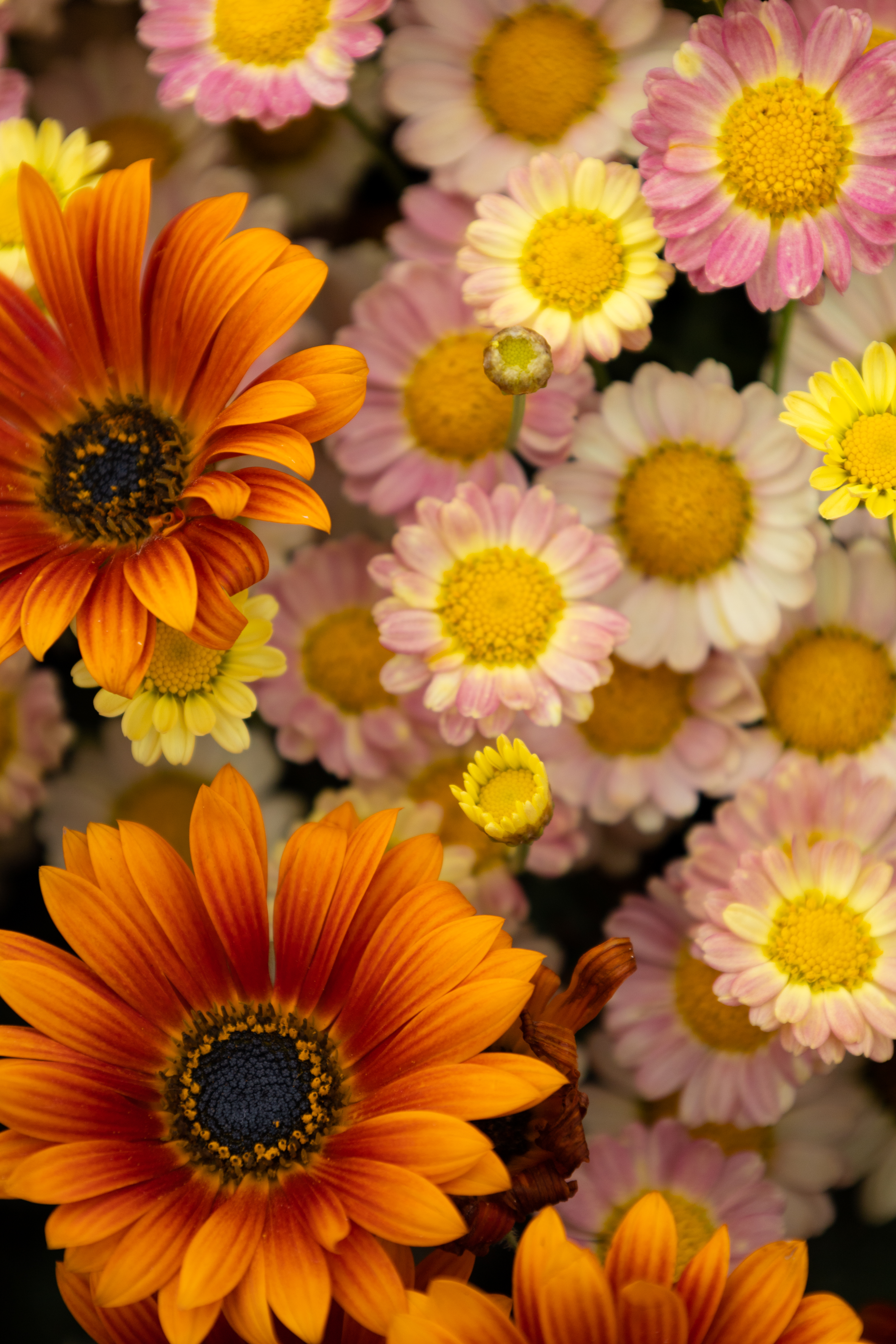 Colors in the Sun