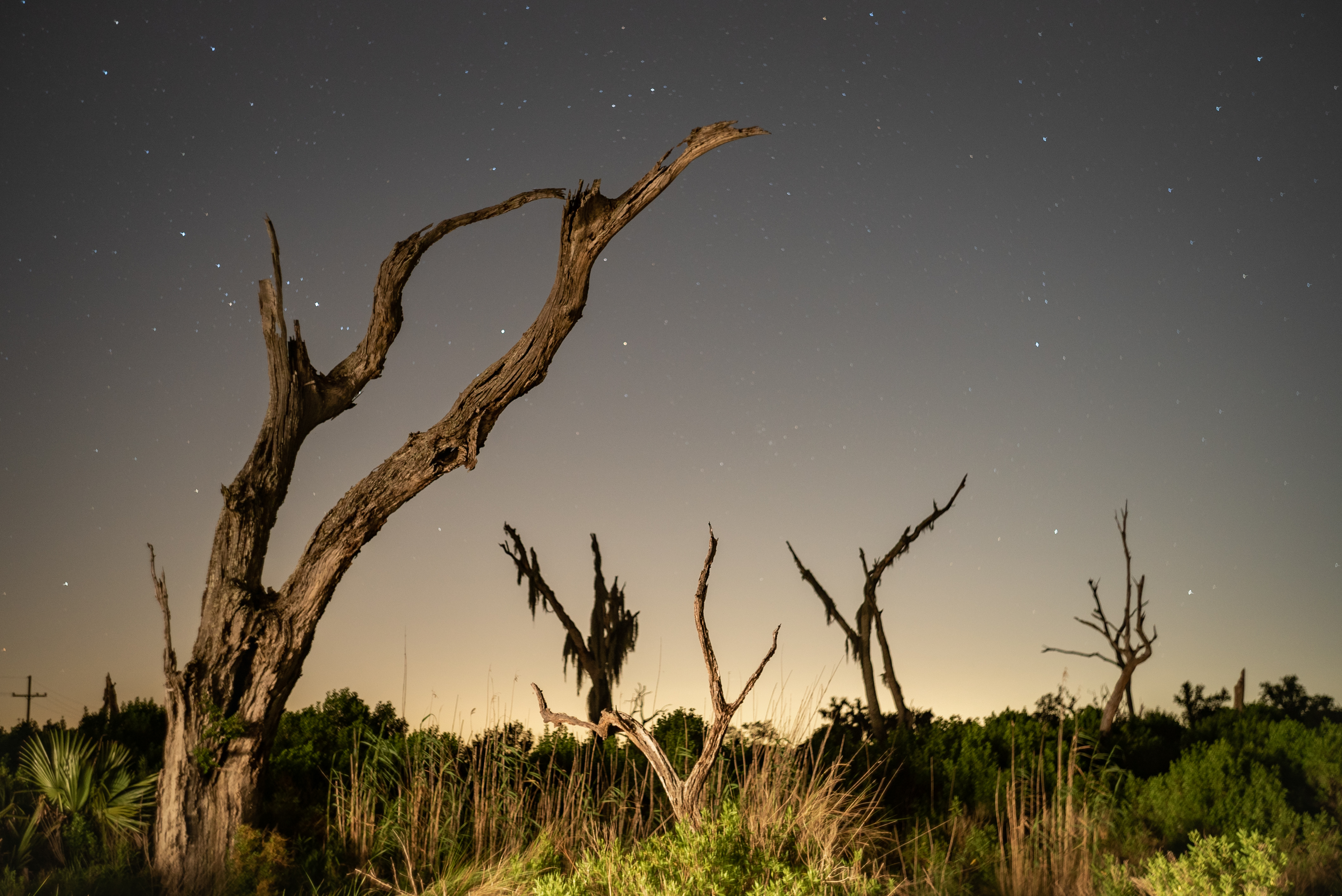 Ghost Trees