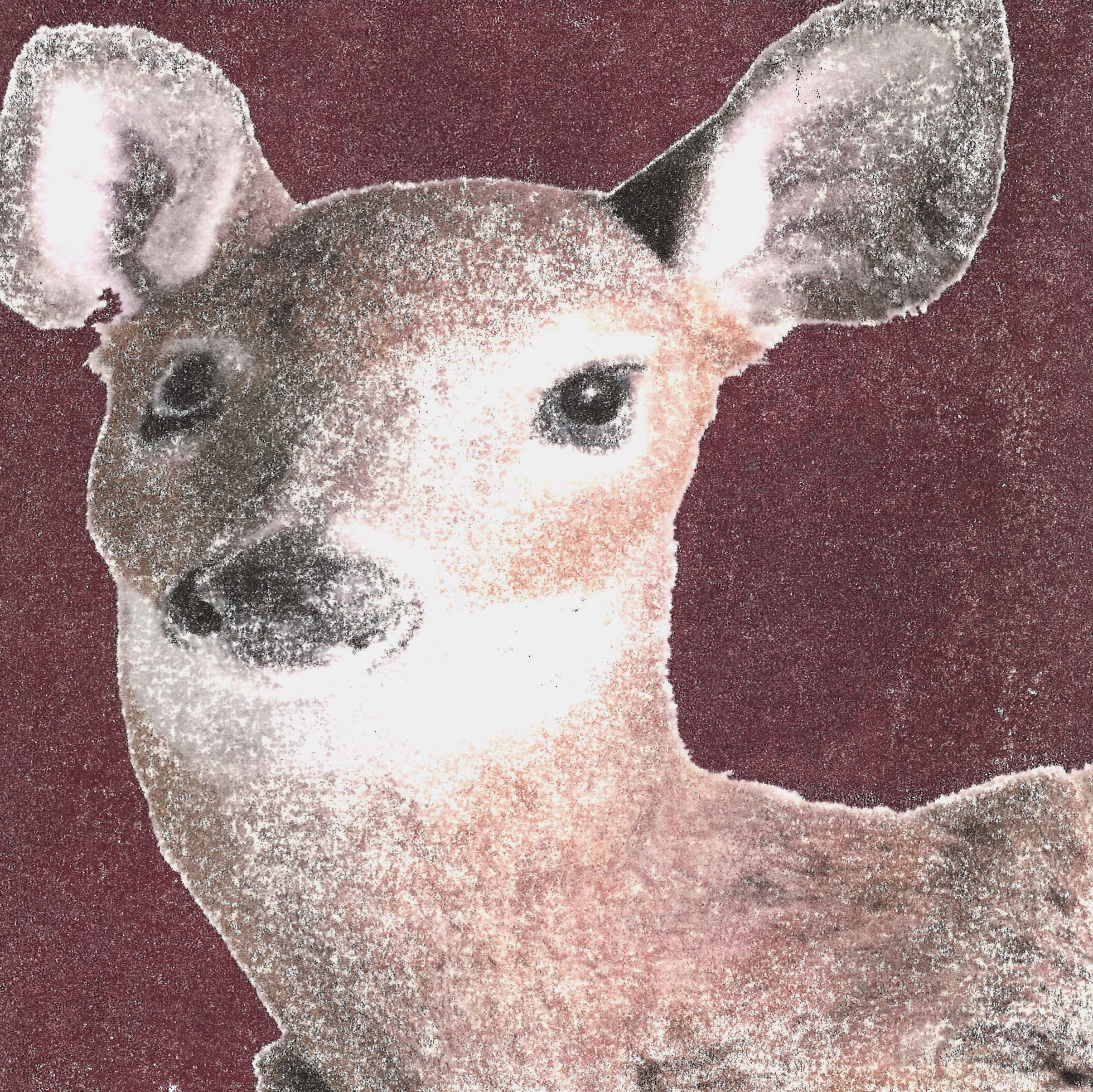 doe