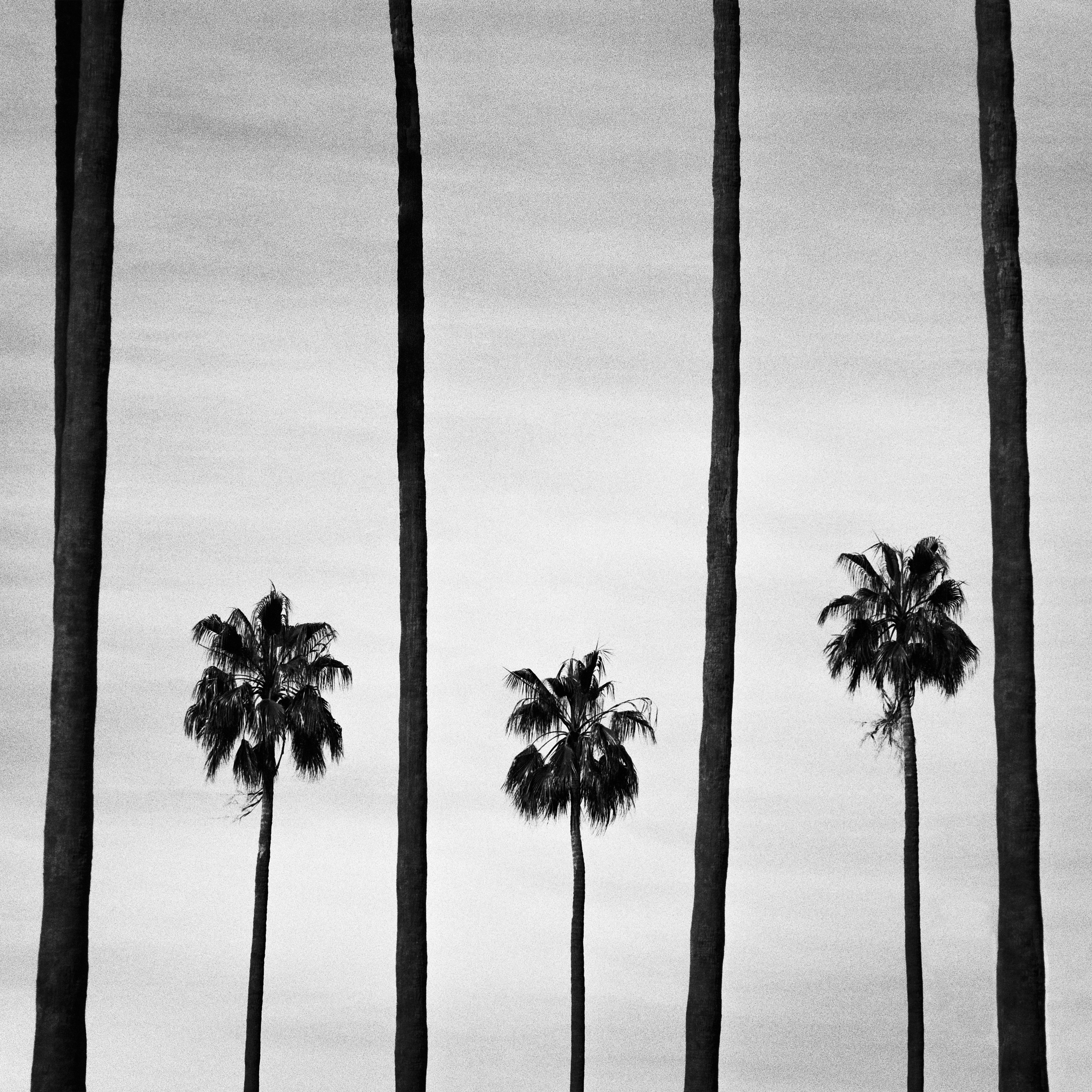 Kirribilli Palms