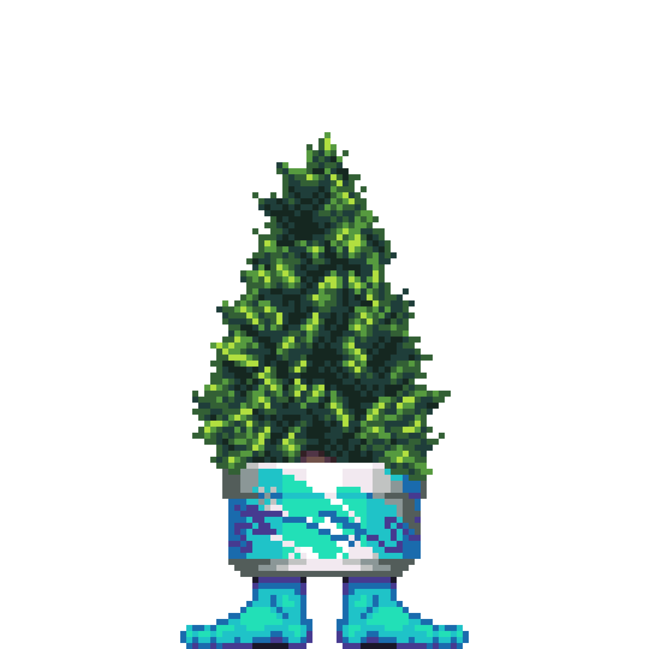 Cypress Pine in Jazz Feet pot